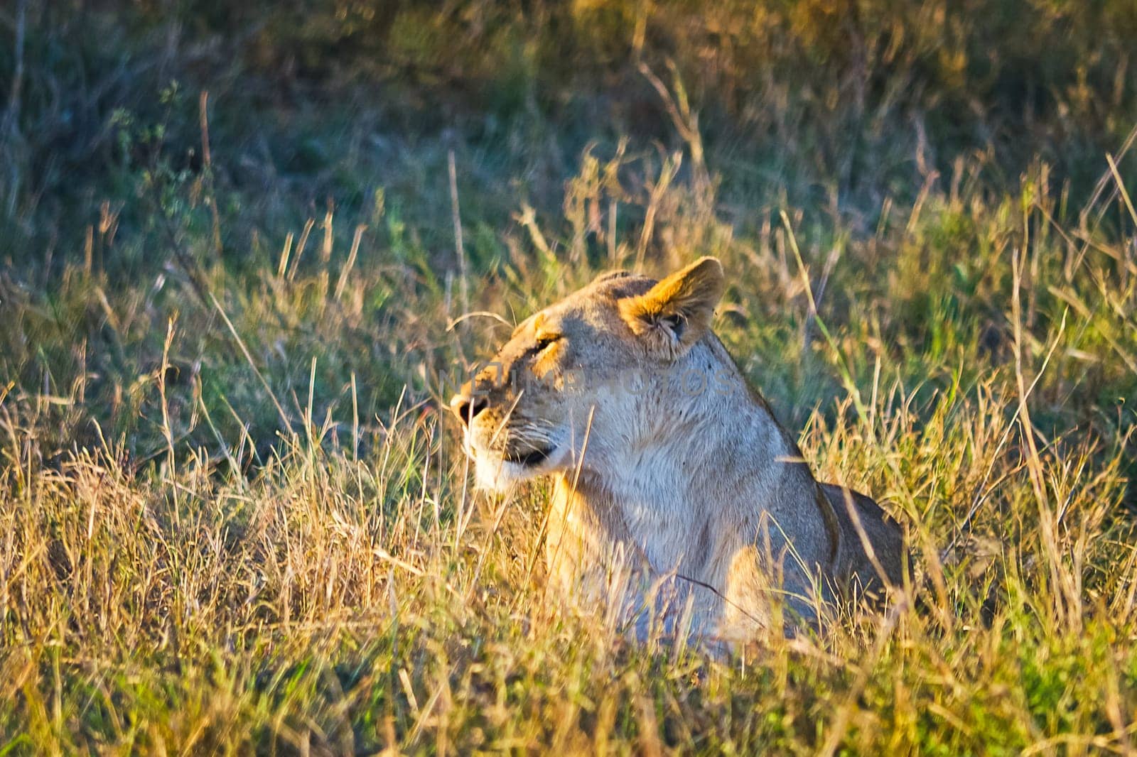 Lion in the wild in the African savannah. Lion - predator felines