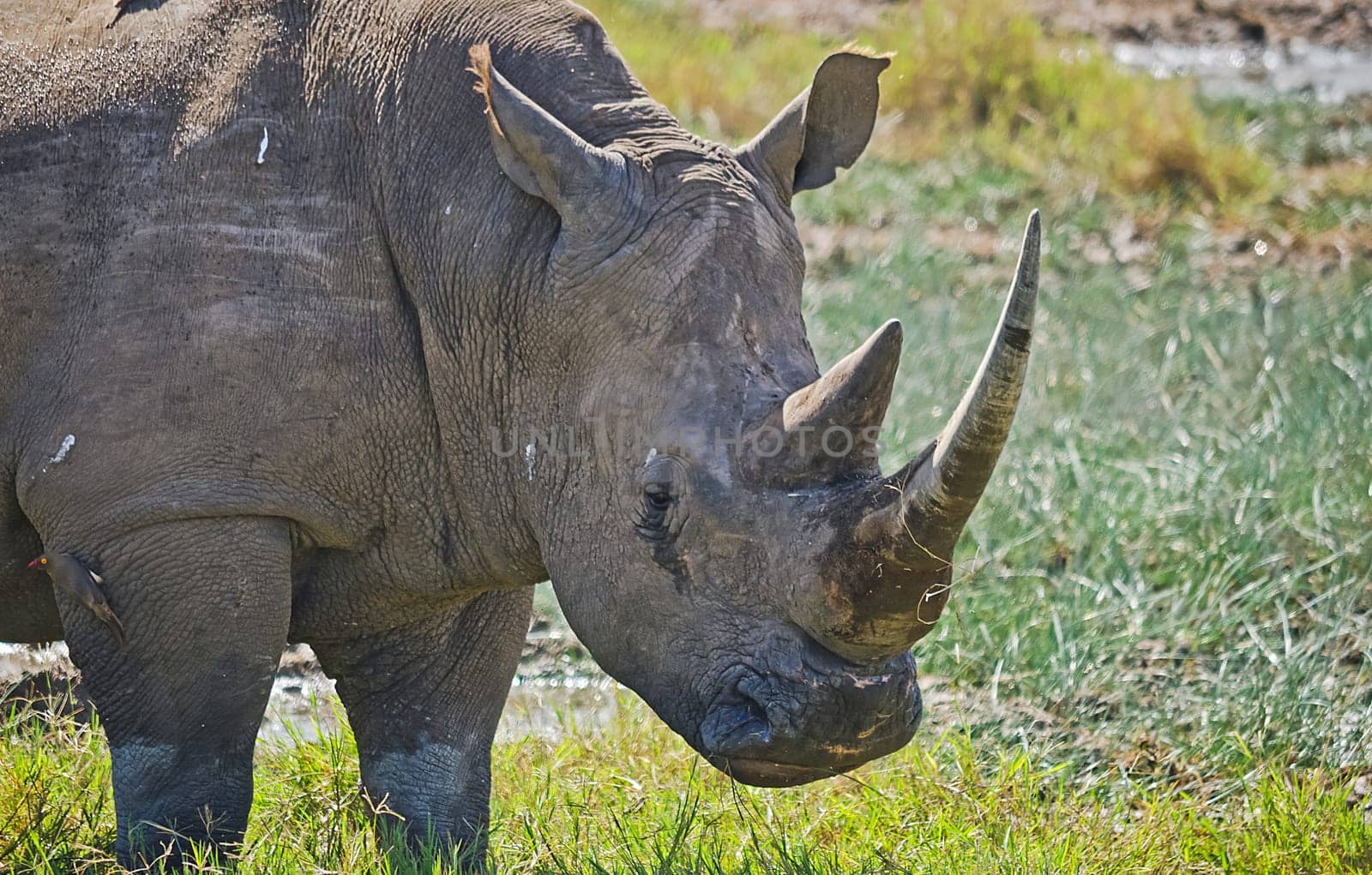 Rhinoceros in the African savannah. Large herbivorous mammal African savannah