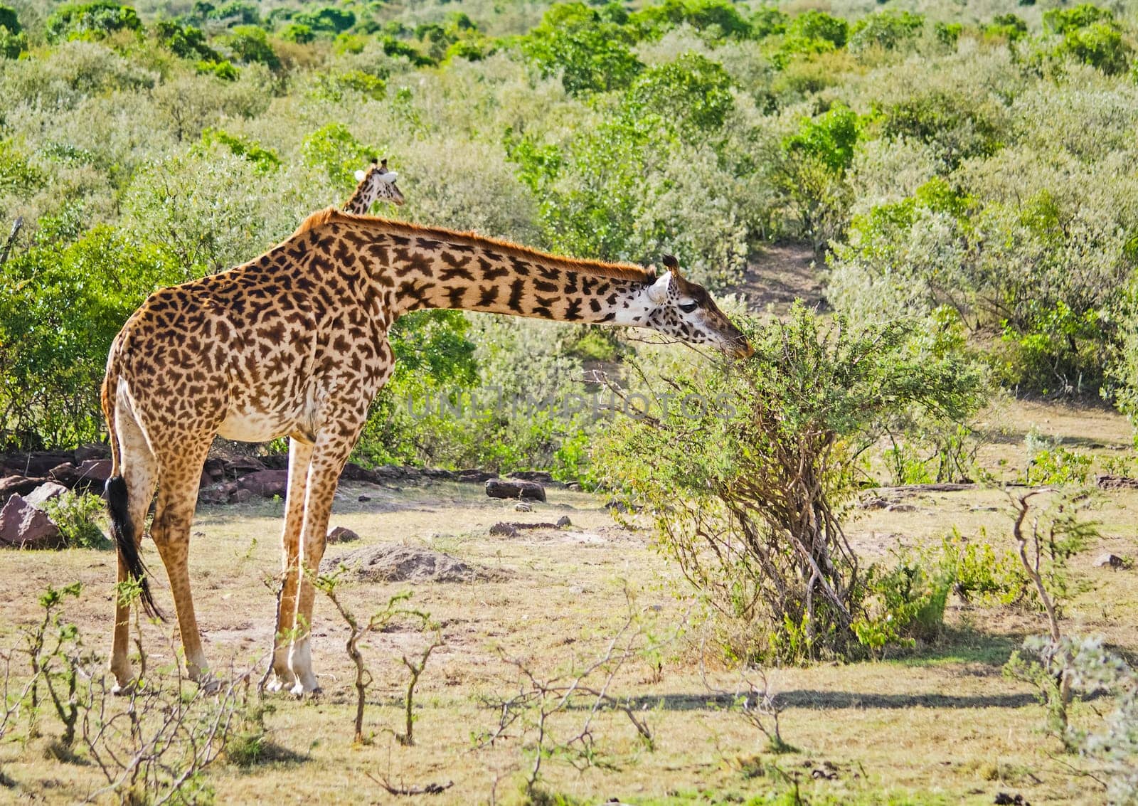 Giraffe in the wild. An animal with a long neck. Wild world of the African savannah