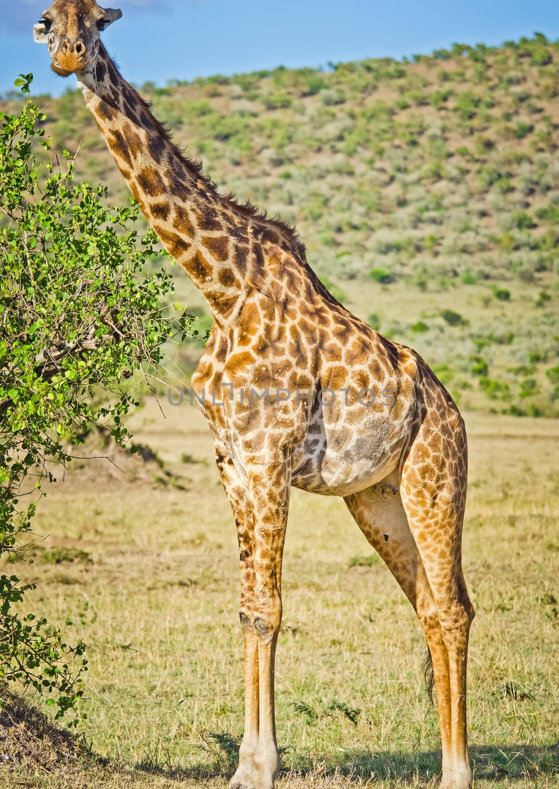 Giraffe in the wild. An animal with a long neck. Wild world of the African savannah