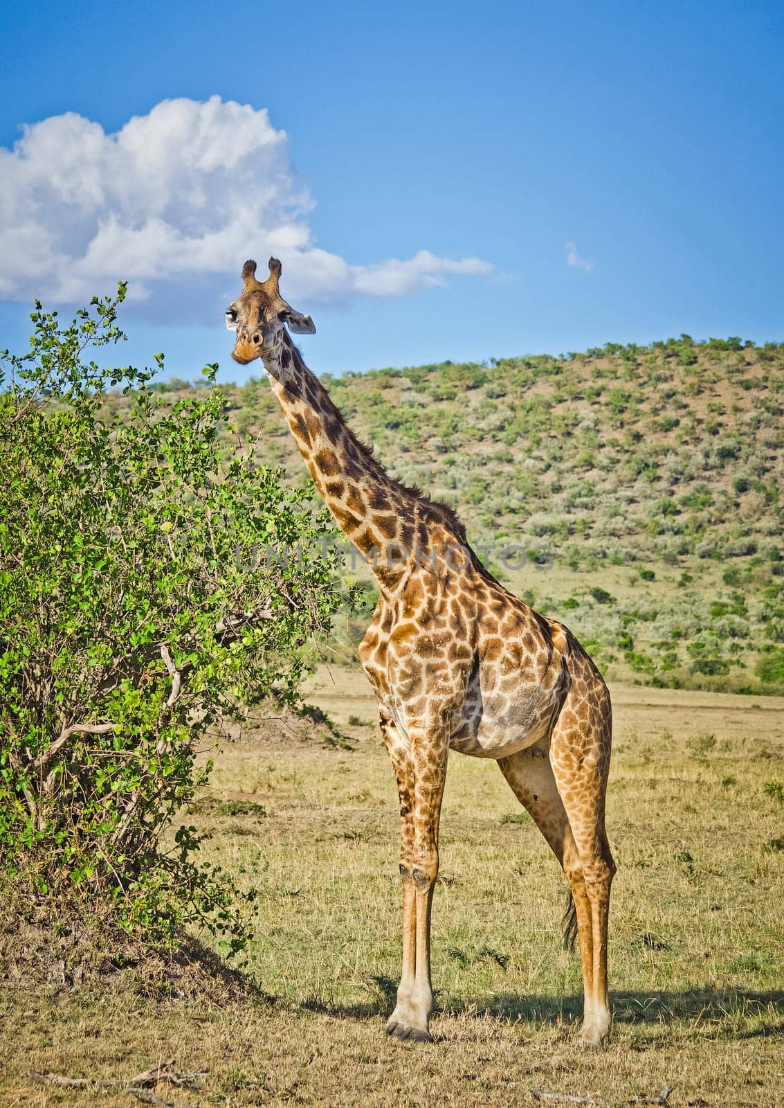 Giraffe in the wild. An animal with a long neck. Wild world of the African savannah