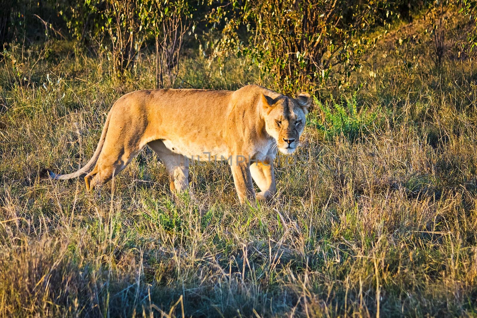 Lion in the wild in the African savannah. Lion - predator felines