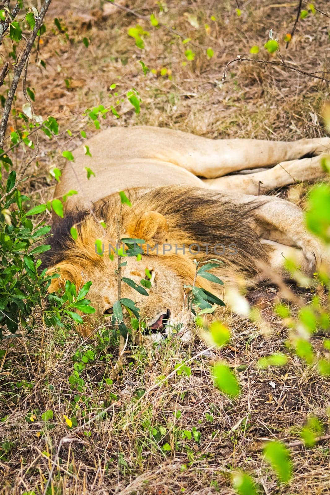 Lion in the wild in the African savannah. Lion - predator felines