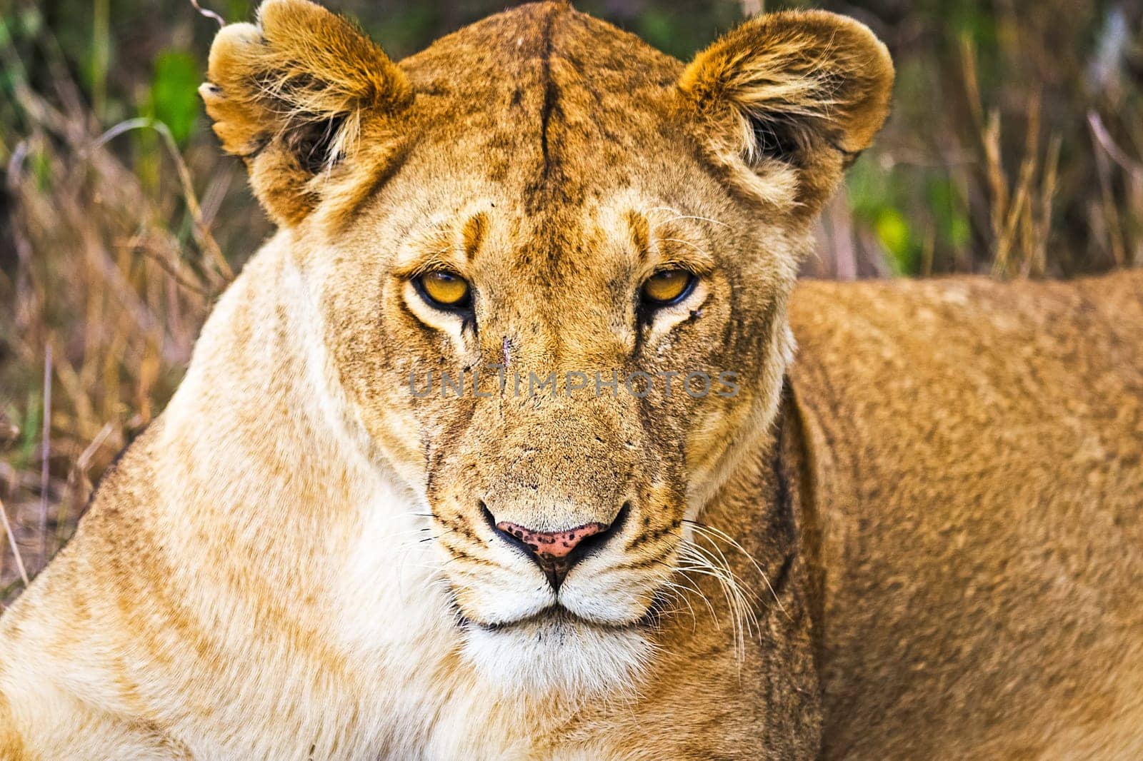 Lion in the wild in the African savannah. Lion - predator felines