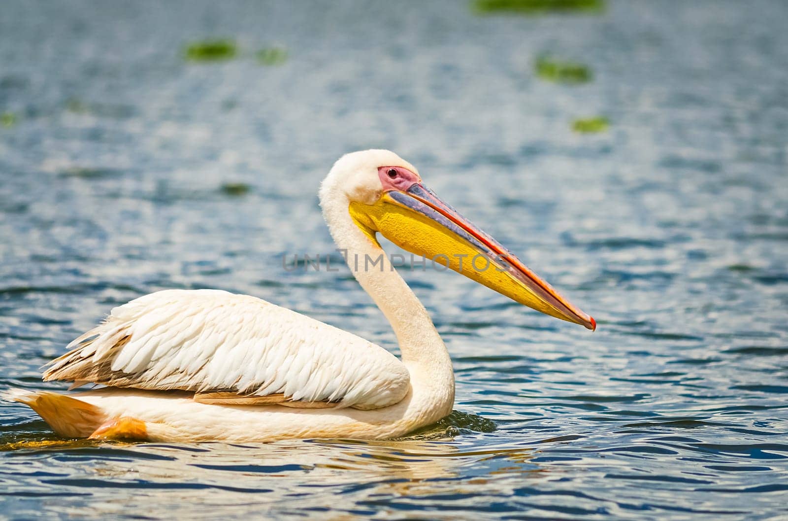 Pelican Bird in Africa. a Waterfowl Pelican