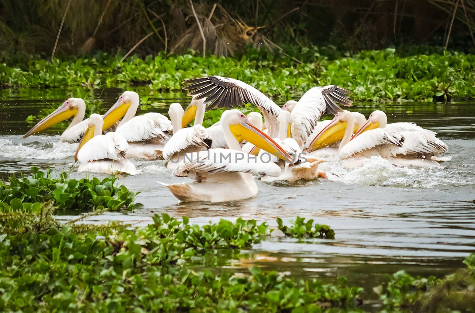 Pelican Bird in Africa. a Waterfowl Pelican