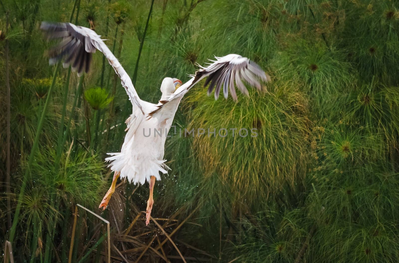 Pelican Bird in Africa. a Waterfowl Pelican