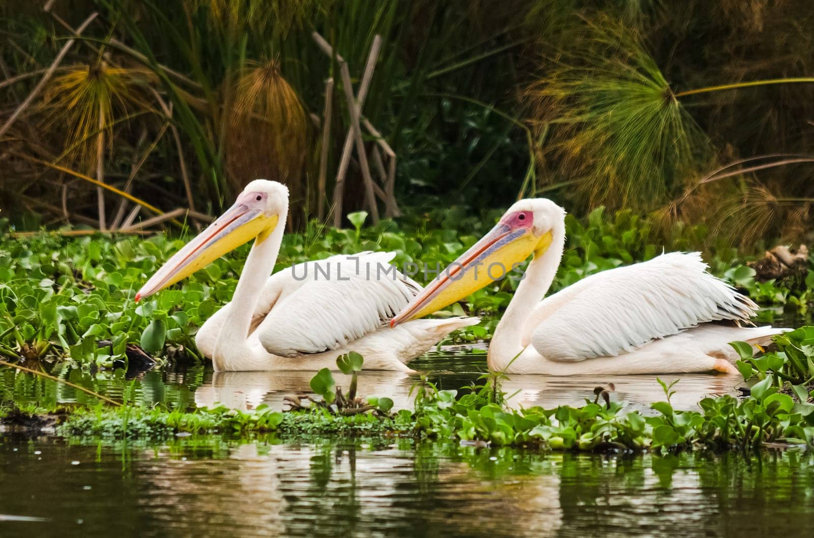 Pelican Bird in Africa. a Waterfowl Pelican