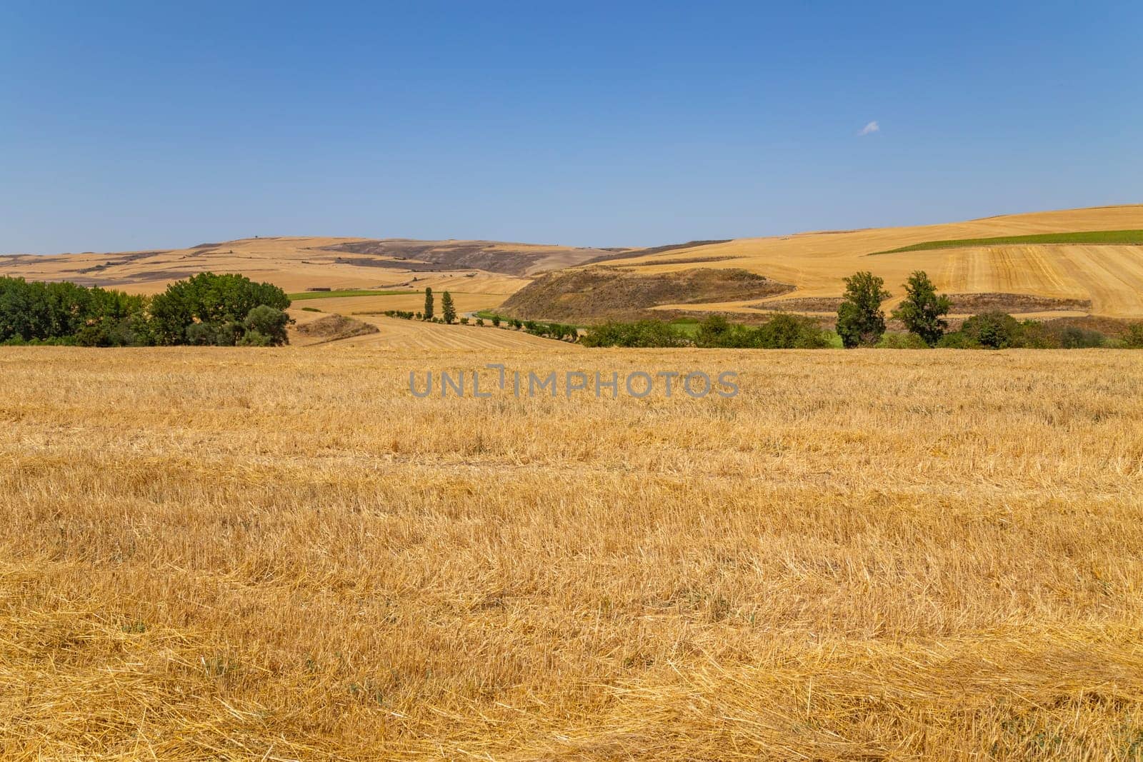 view of a crop field in the north of Spain
