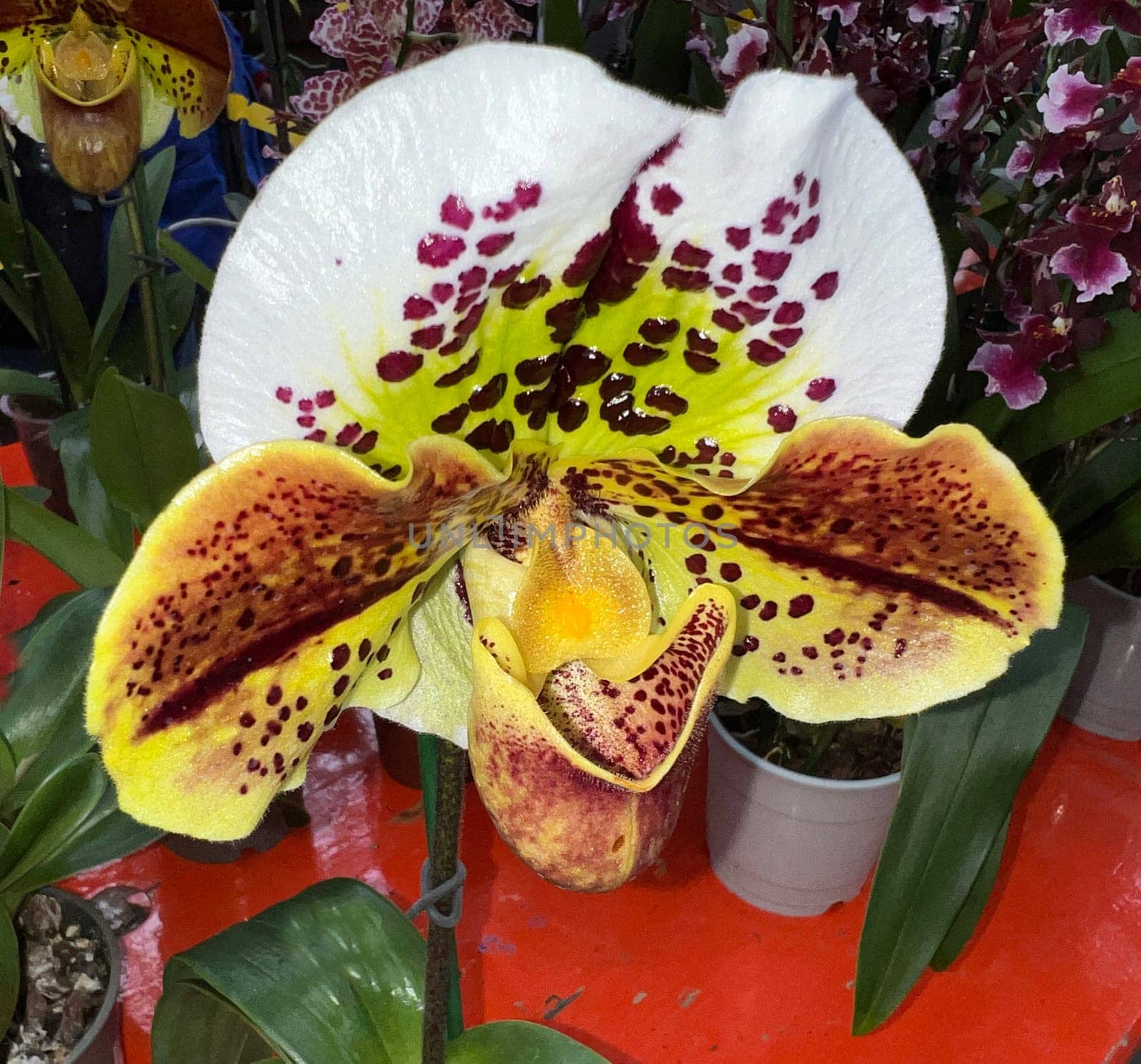 Orchids are beautiful tropical flowers that come in many shapes and colors. Orchids are beautiful tropical flowers that come in many shapes and colors.