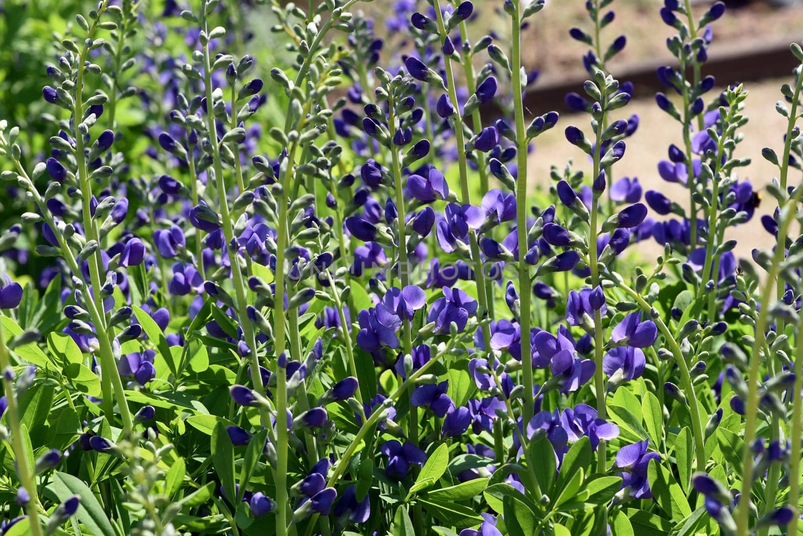 Baptisia tinctoria is an important medicinal plant with blue flowers and is widely used in medicine. It is a perennial and belongs to the Faerber plants. Shell dyer,Baptisia tinctoria,is an important medicinal plant with blue flowers and is widely used in medicine. It is a perennial and belongs to the dyer plants.