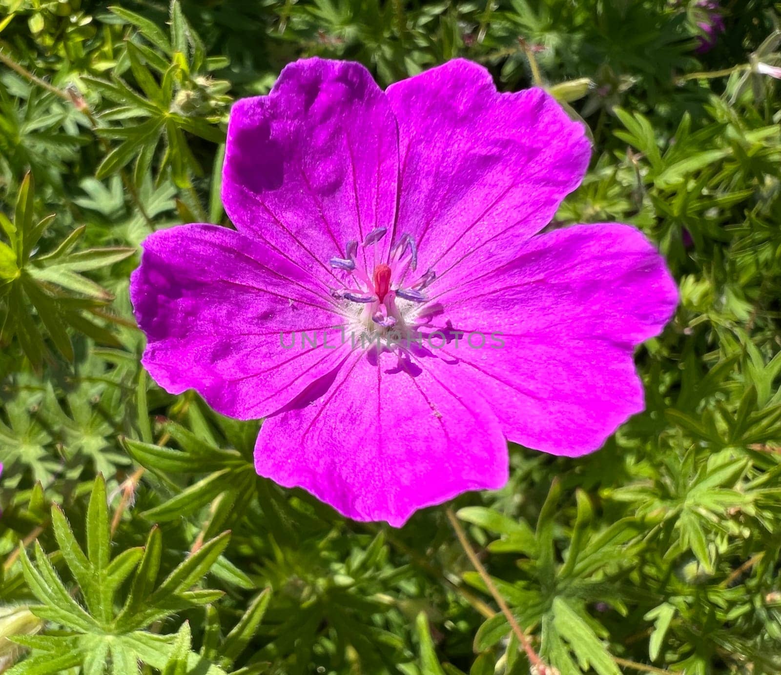 Geranium,Sanguineum is a beautiful wild and medicinal plant with deep purple flowers. Cranesbill,Geranium,sanguineum is a pretty wild and medicinal plant with deep purple flowers.