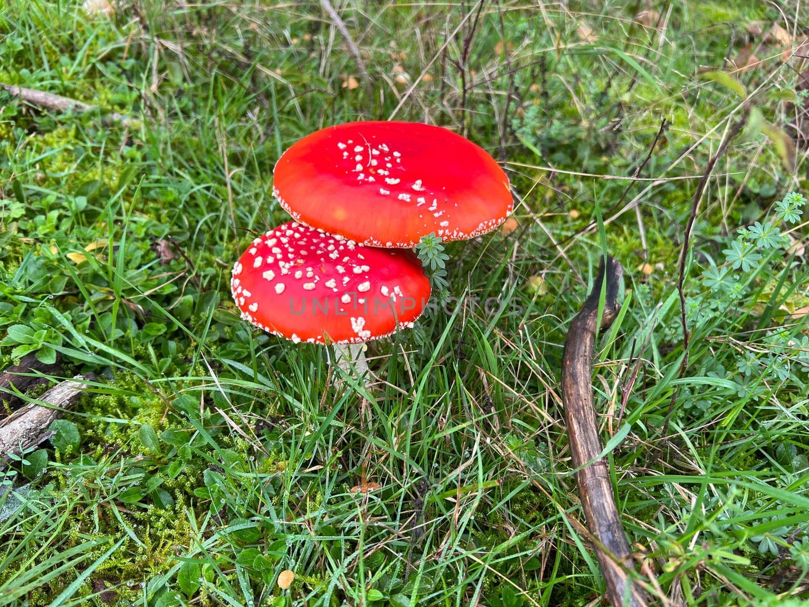 Toadstool,Amanita muscaria,is a beautiful red mushroom that grows in the forest but is poisonous. Toadstool,Amanita muscaria,is a beautiful red mushroom that grows in the woods but is poisonous.