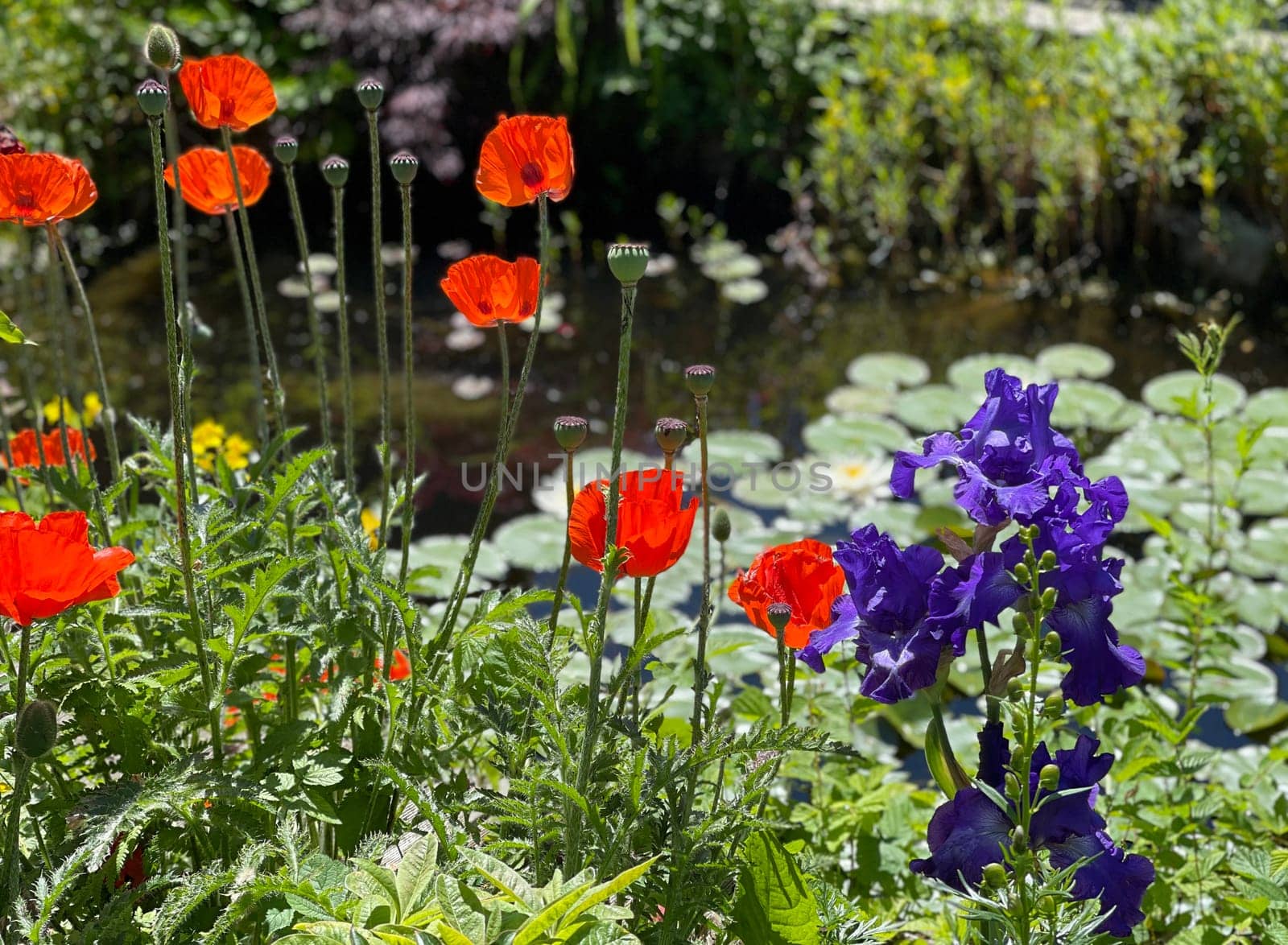 Garden ponds,are aquatic biotopes that enrich every garden. Garden ponds are water biotopes that enrich every garden