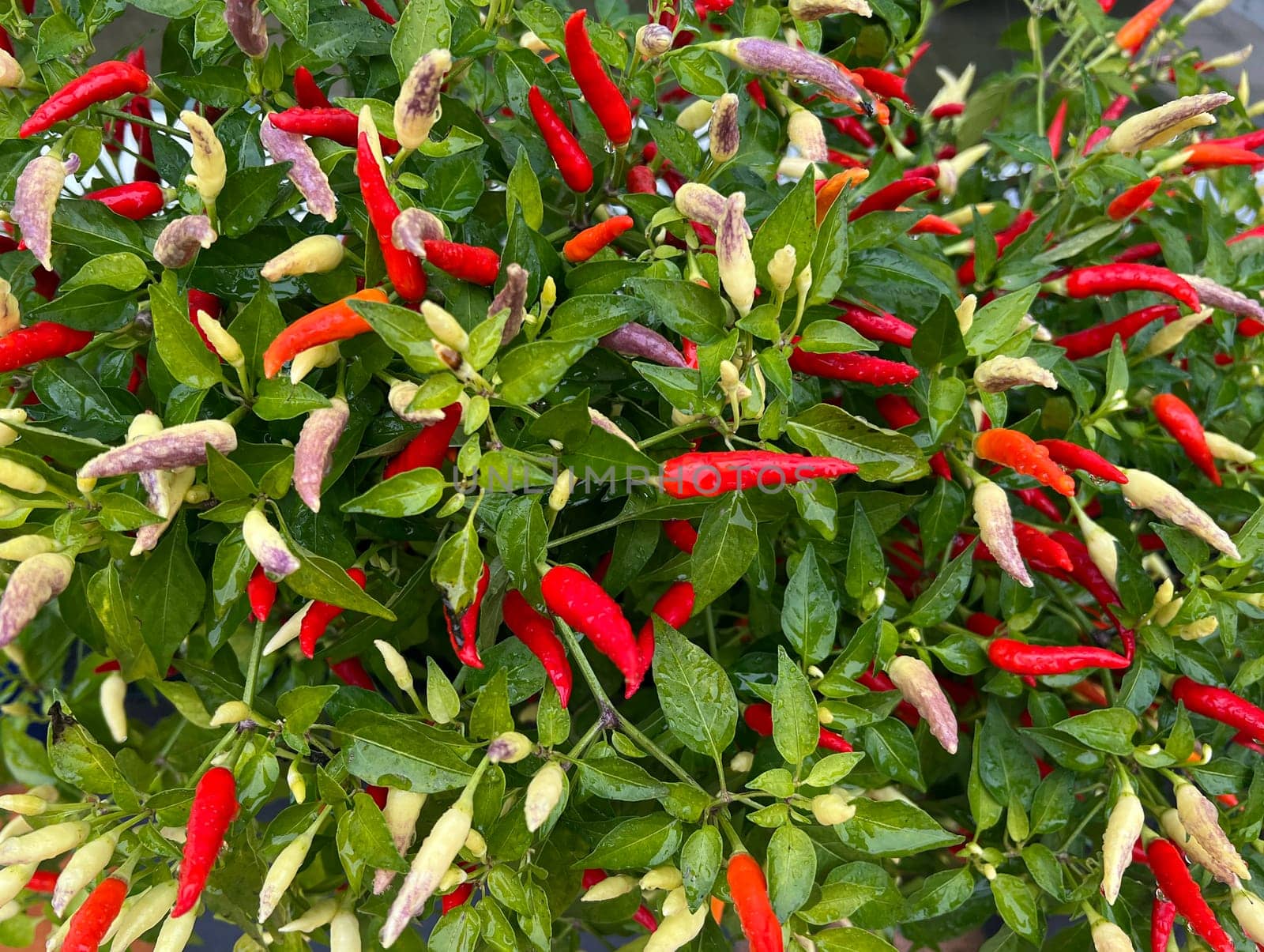 Chili,Capsicum is a spicy spice plant. Chili,Capsicum is a hot spice plant.