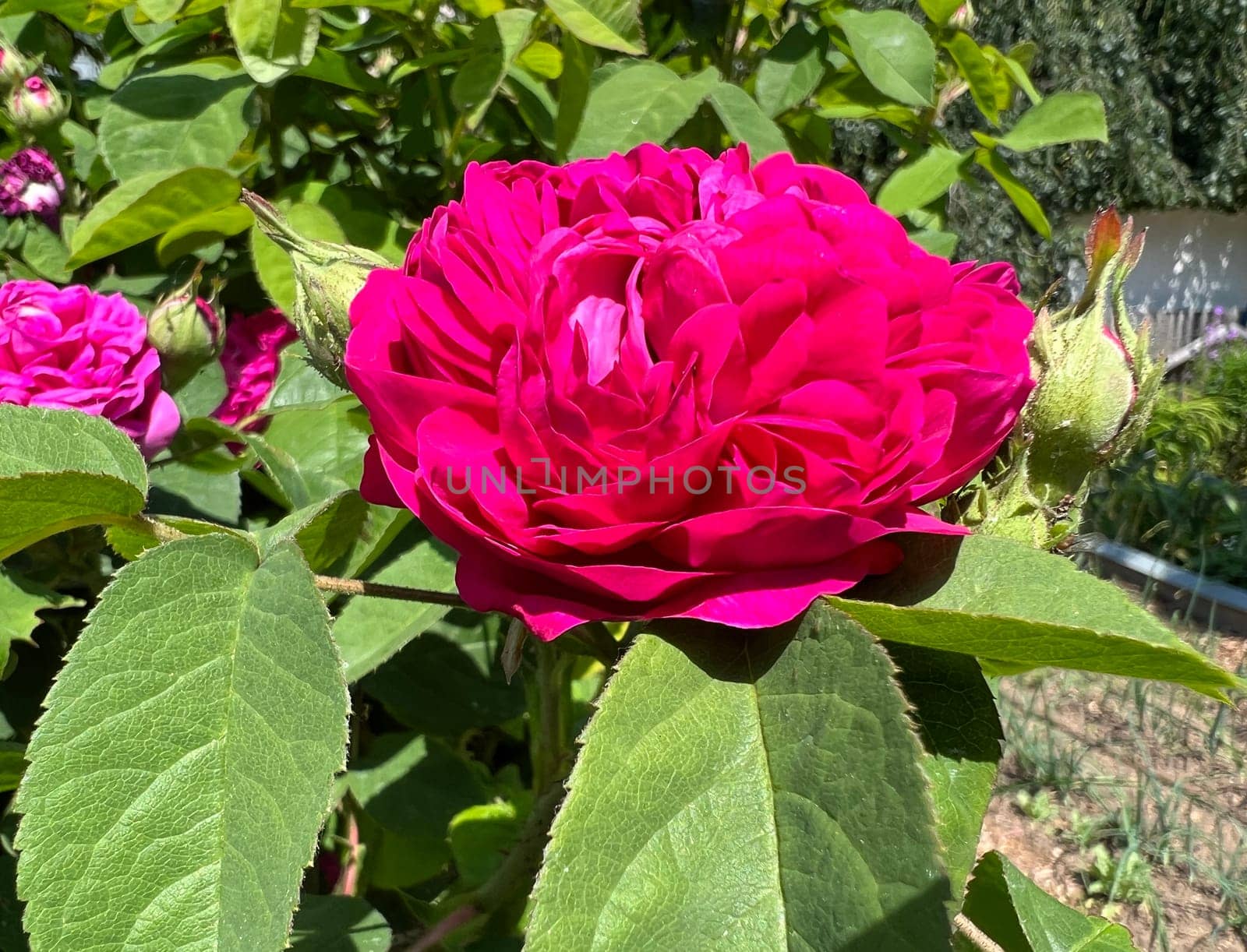 Damascus rose,Rose de Resht,is one of the old rose varieties with a beguiling fragrance. Damascene rose,Rose de Resht,is one of the old rose varieties with a beguiling scent.
