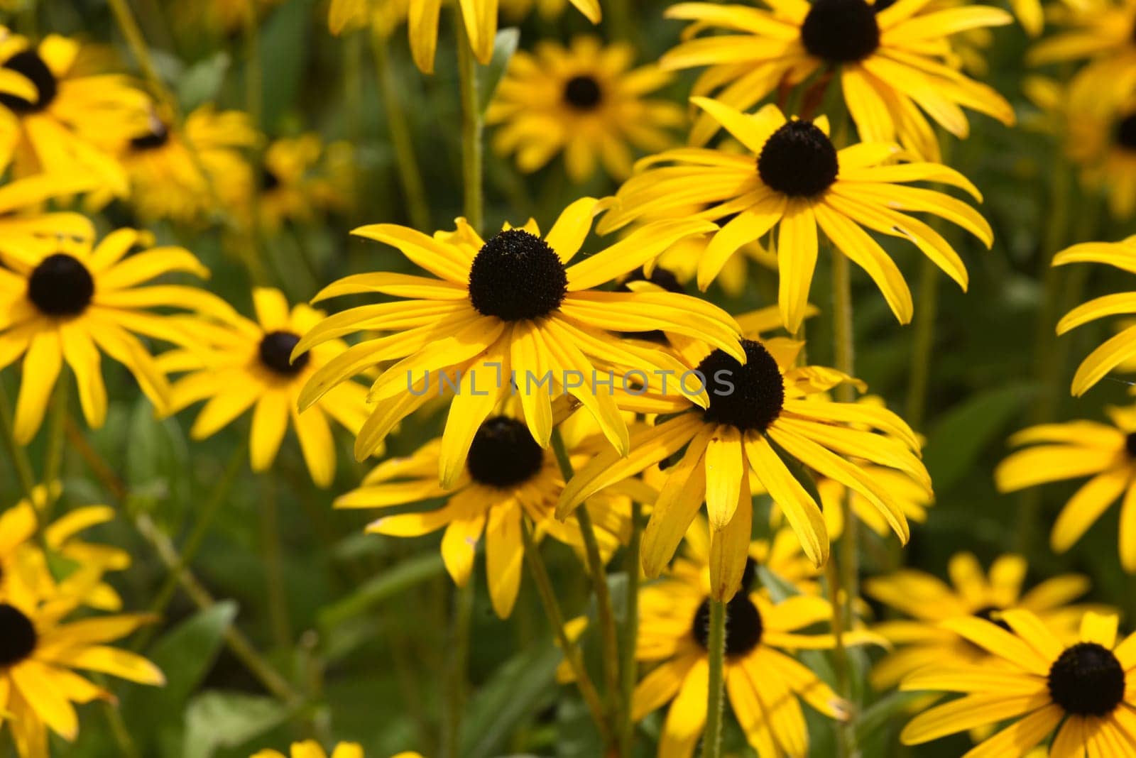 Coneflower,Rudbeckia hirta,is an important medicinal plant and a flower with yellow flowers. It is a beautiful perennial plant and is also used in medicine. Coneflower,Rudbeckia hirta,is an important medicinal plant and a flower with yellow flowers. It is a beautiful perennial plant and is also used in medicine.