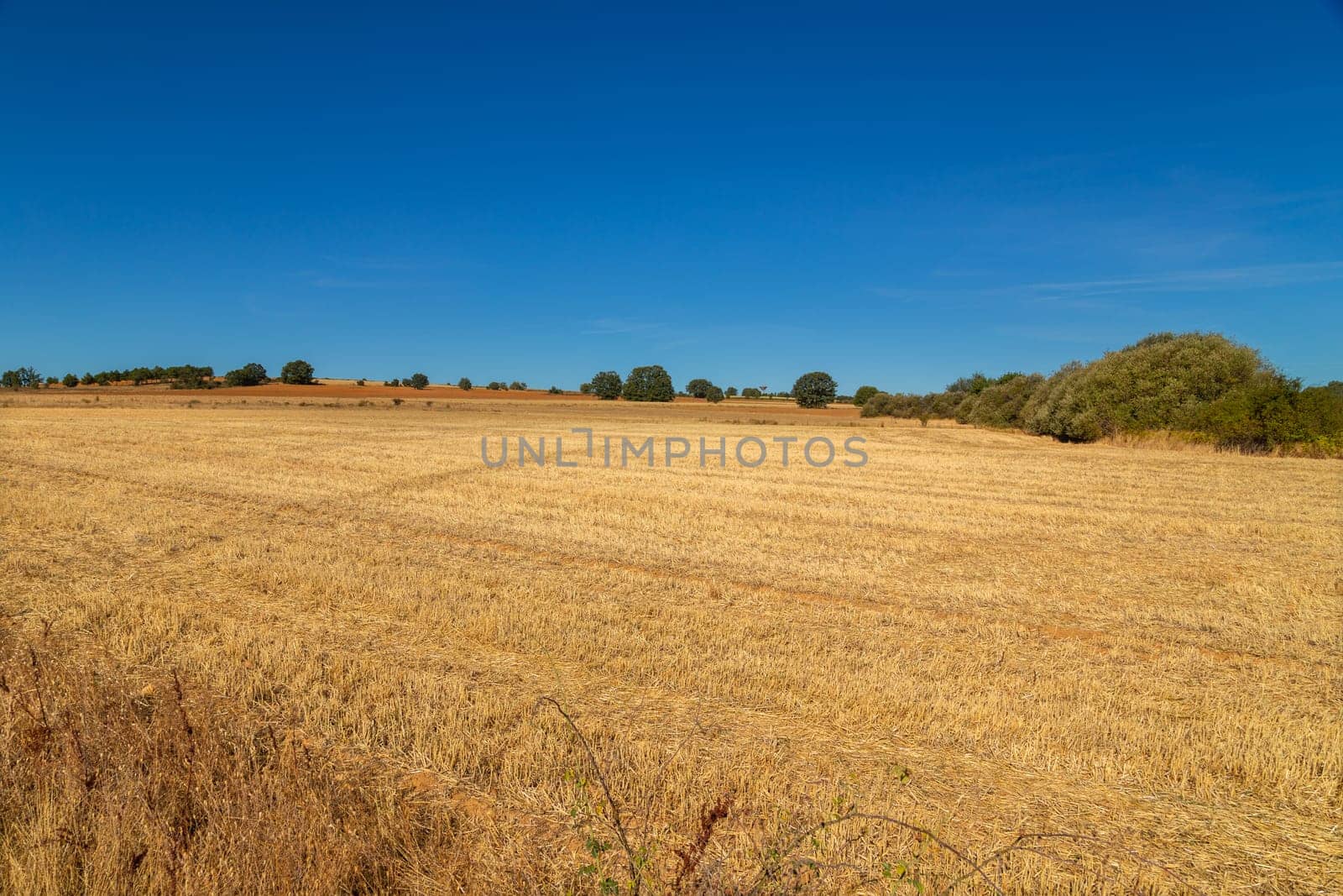 view of a crop field in the north of Spain