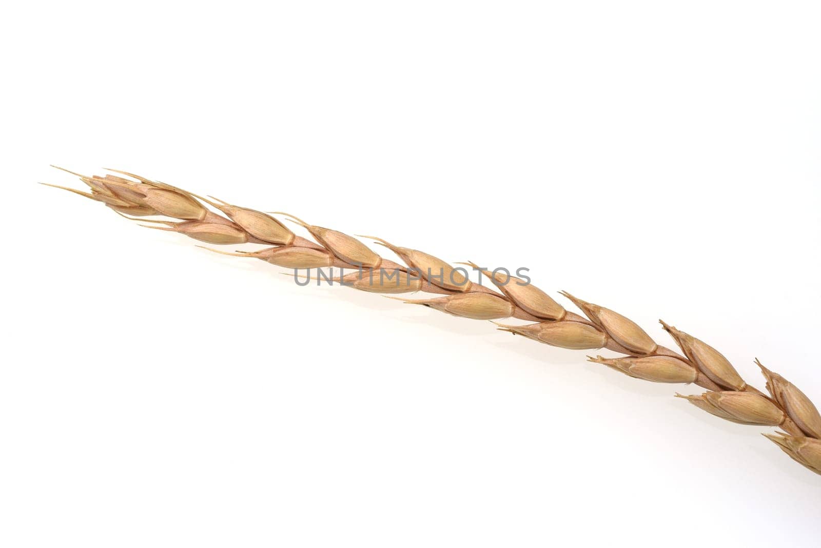 Spelt,Triticum spelta,is a relatively rare cereal. Spelled,Triticum spelta,is a relatively rare grain