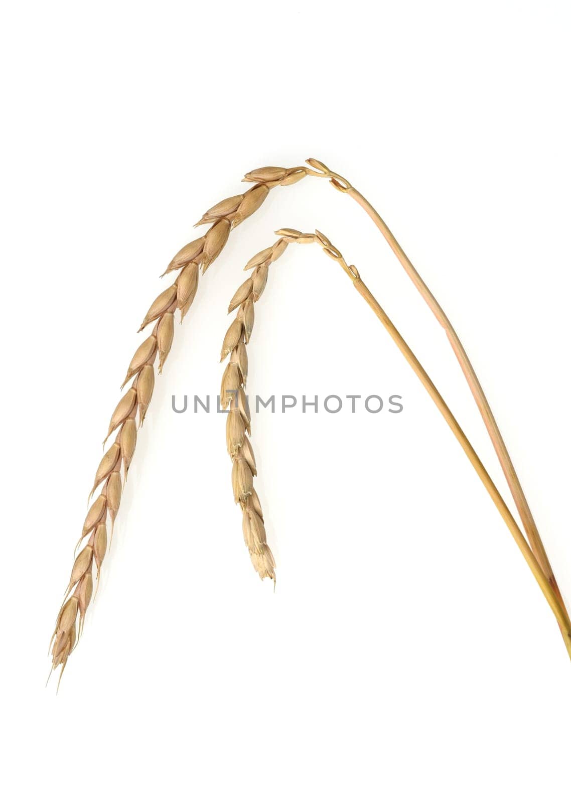Spelt,Triticum spelta,is a relatively rare cereal. Spelled,Triticum spelta,is a relatively rare grain