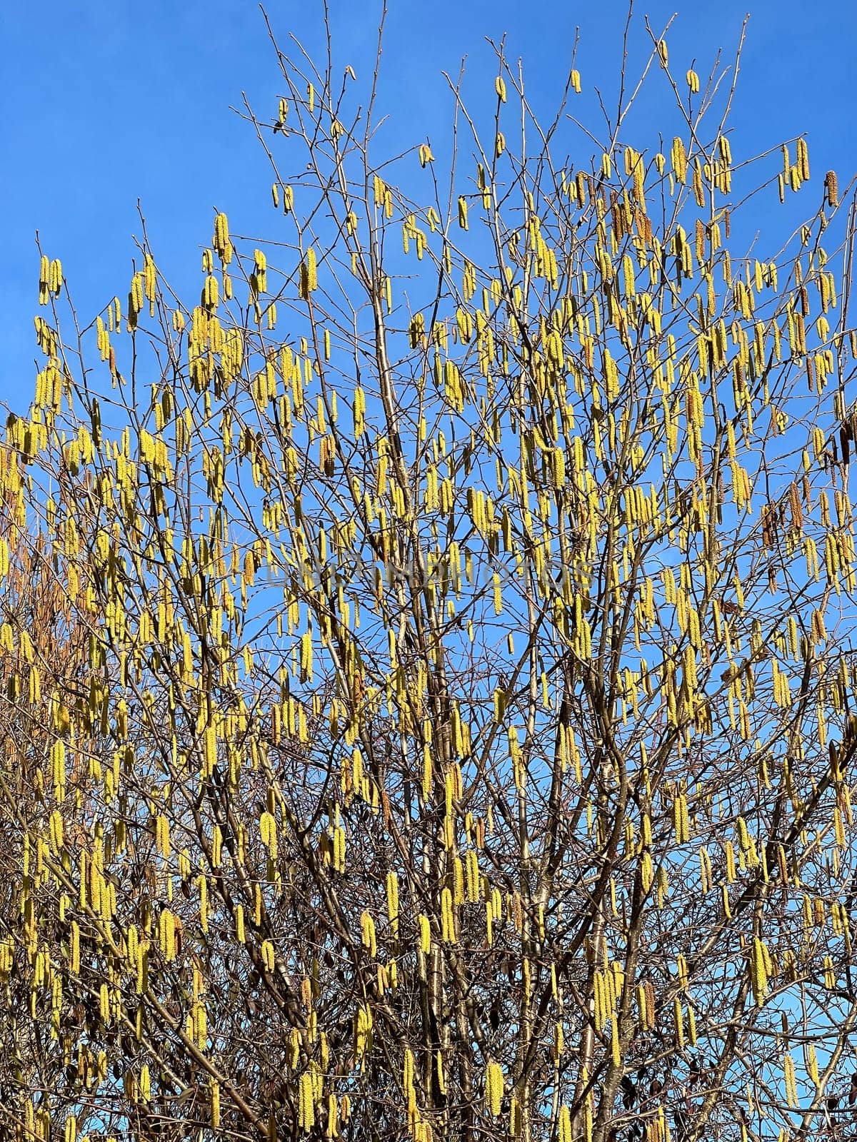 Hazelnut catkins,Corylus avellana,is a native bush or tree species that can cause allergies. Hazelnut catkin,Corylus avellana,is a native bush or tree species that can cause allergies.