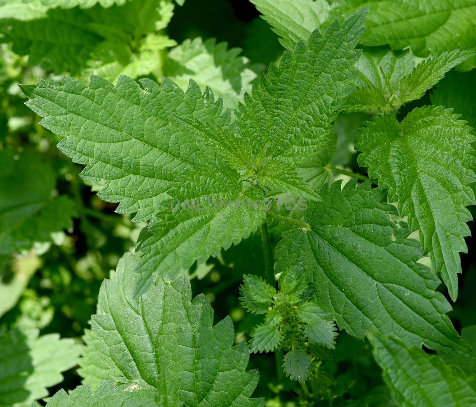 Nettle the Great,Urtica Dioica,belongs to the wild herbs and wild vegetables. It is a wild plant with green flowers. It is an important medicinal plant and is also used in medicine. The big nettle,Urtica dioica,belongs to the wild herbs and wild vegetables. It is a wild plant with green flowers. It is an important medicinal plant and is also used in medicine.