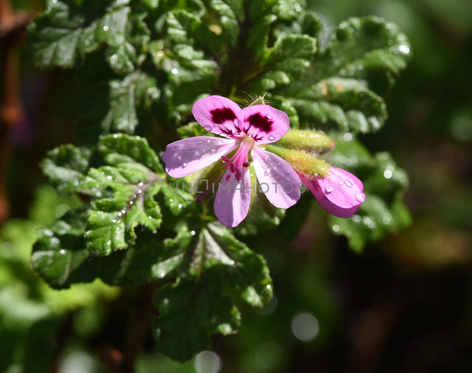Oak leaf pelargonium,pelargonium,quercifolium,is a fragrant geranium that is used as a pot and balcony flower. Oak leaf pelargonium,Pelargonium,quercifolium,is a scented geranium that is used as a pot and balcony flower