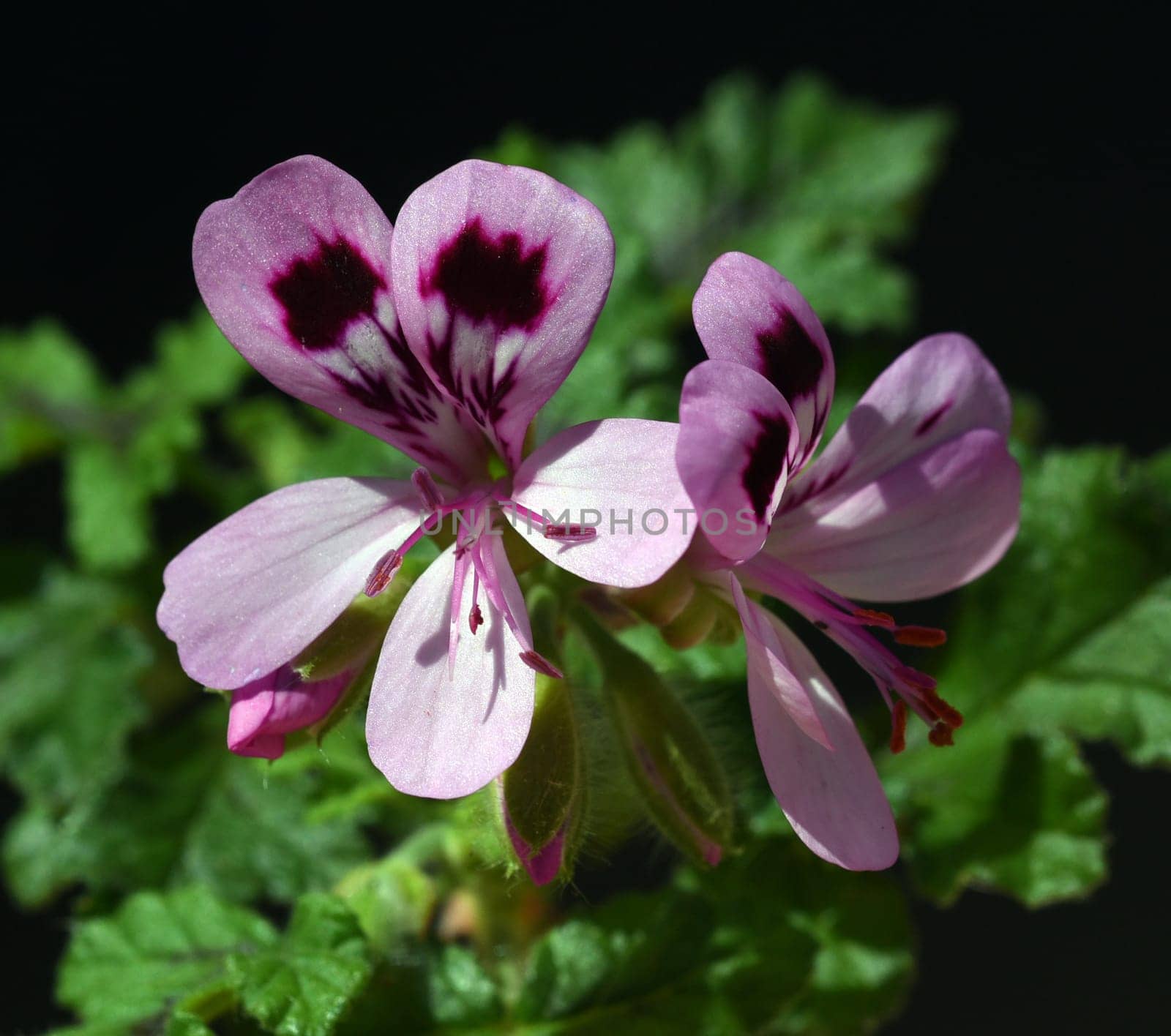Oak leaf pelargonium,pelargonium,quercifolium,is a fragrant geranium that is used as a pot and balcony flower. Oak leaf pelargonium,Pelargonium,quercifolium,is a scented geranium that is used as a pot and balcony flower