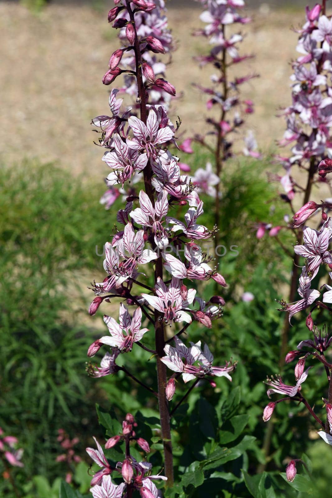 Diptam,Dictamnus Albus,is an important medicinal plant with pink flowers and is used in medicine. Diptam,Dictamnus albus,is an important medicinal plant with pink flowers and is used in medicine.