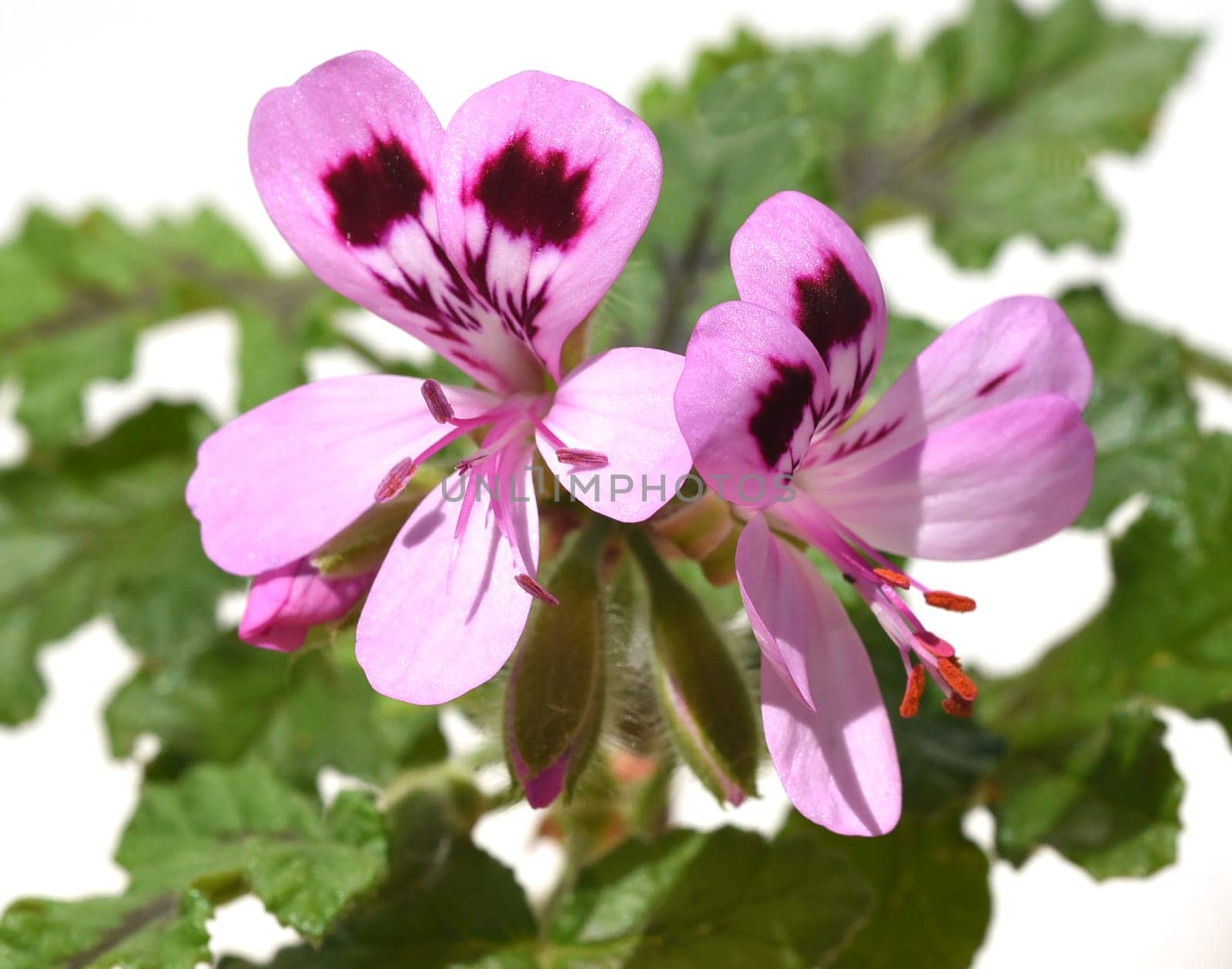 Oak leaf pelargonium,pelargonium,quercifolium,is a fragrant geranium that is used as a pot and balcony flower. Oak leaf pelargonium,Pelargonium,quercifolium,is a scented geranium that is used as a pot and balcony flower