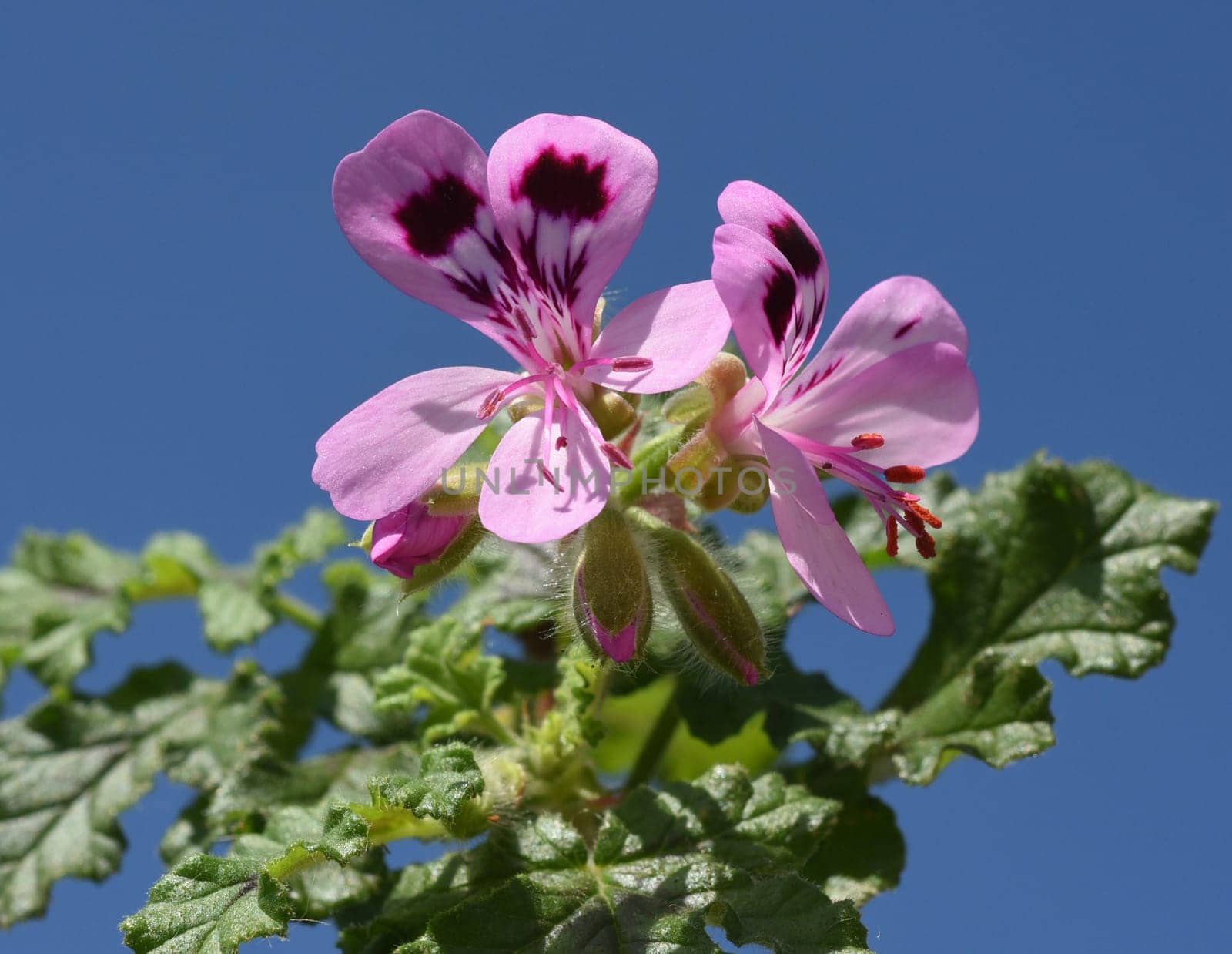 Oak leaf pelargonium,pelargonium,quercifolium,is a fragrant geranium that is used as a pot and balcony flower. Oak leaf pelargonium,Pelargonium,quercifolium,is a scented geranium that is used as a pot and balcony flower