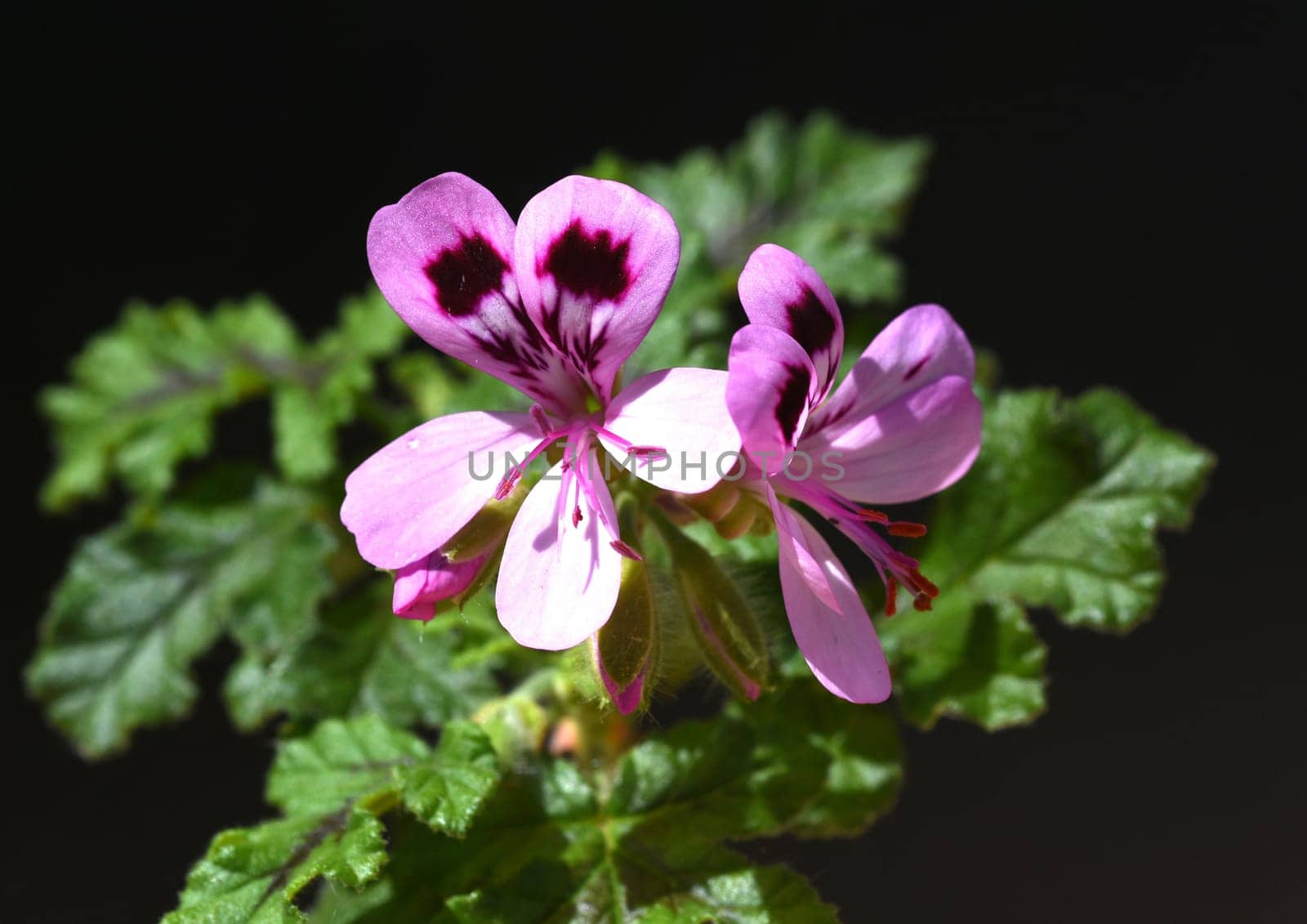 Oak leaf pelargonium,pelargonium,quercifolium,is a fragrant geranium that is used as a pot and balcony flower. Oak leaf pelargonium,Pelargonium,quercifolium,is a scented geranium that is used as a pot and balcony flower