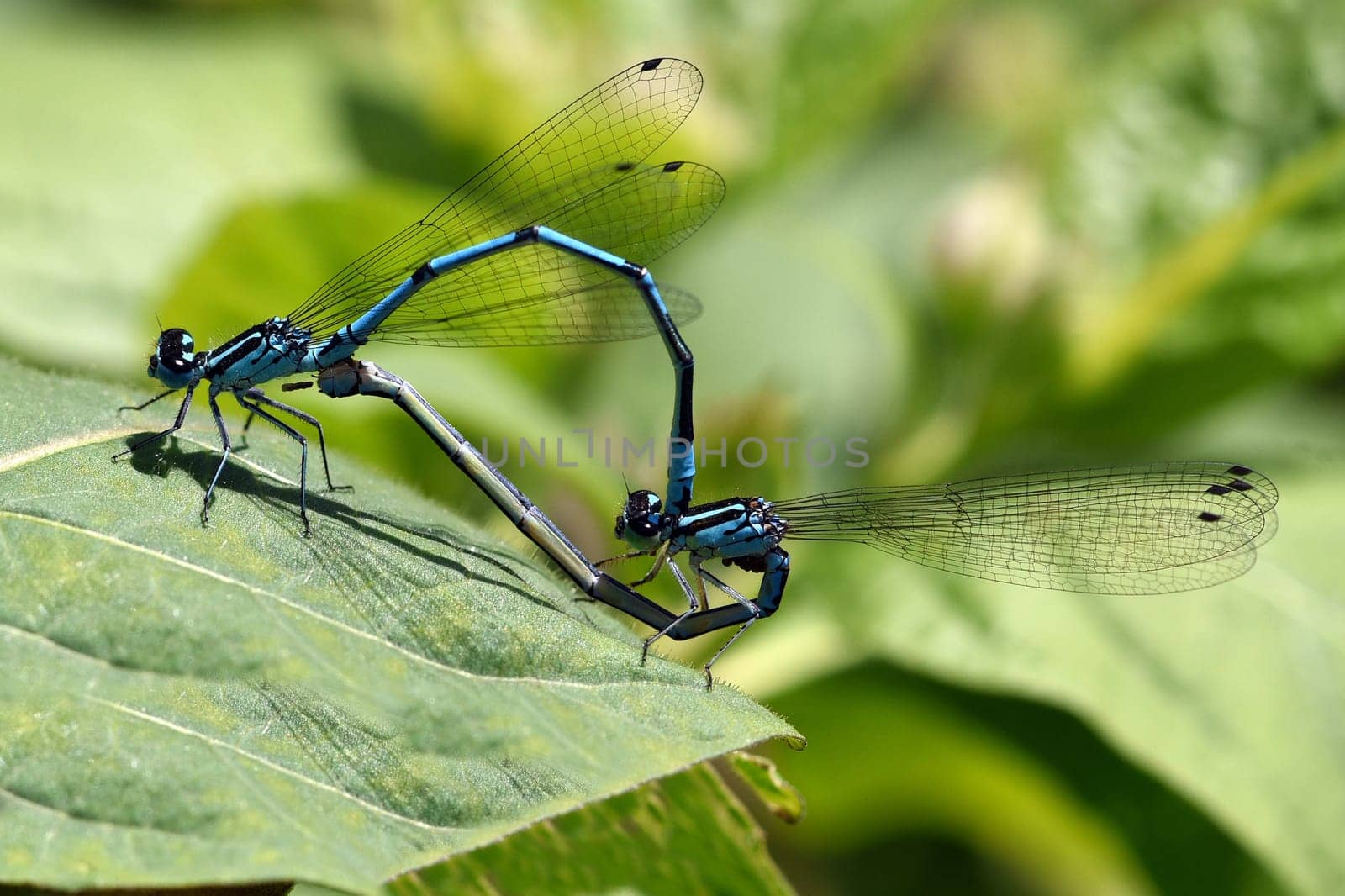 Horseshoe damselfly,Coenagrion puella,is the second most common dragonfly species in Bavaria,with optimal water conditions several hundred animals can be observed at the same time. The horseshoe azure damsel,Coenagrion puella,is the second most common dragonfly species in Bavaria  under optimal water conditions,several hundred animals can be observed at the same time.