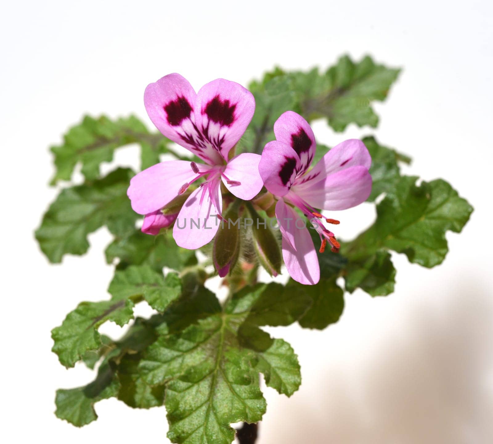 Oak leaf pelargonium,pelargonium,quercifolium,is a fragrant geranium that is used as a pot and balcony flower. Oak leaf pelargonium,Pelargonium,quercifolium,is a scented geranium that is used as a pot and balcony flower