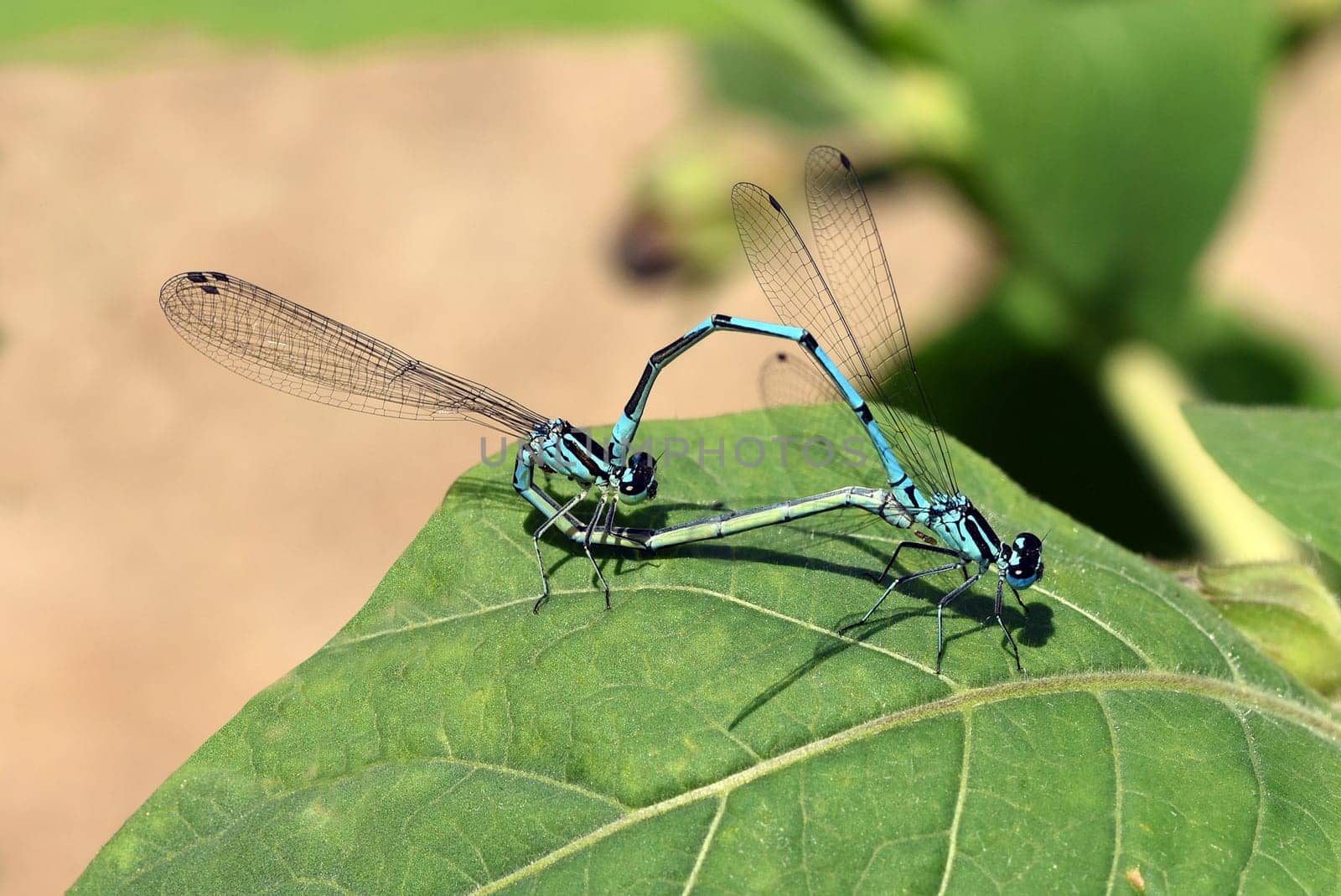 Horseshoe damselfly,Coenagrion puella,is the second most common dragonfly species in Bavaria,with optimal water conditions several hundred animals can be observed at the same time. The horseshoe azure damsel,Coenagrion puella,is the second most common dragonfly species in Bavaria  under optimal water conditions,several hundred animals can be observed at the same time.