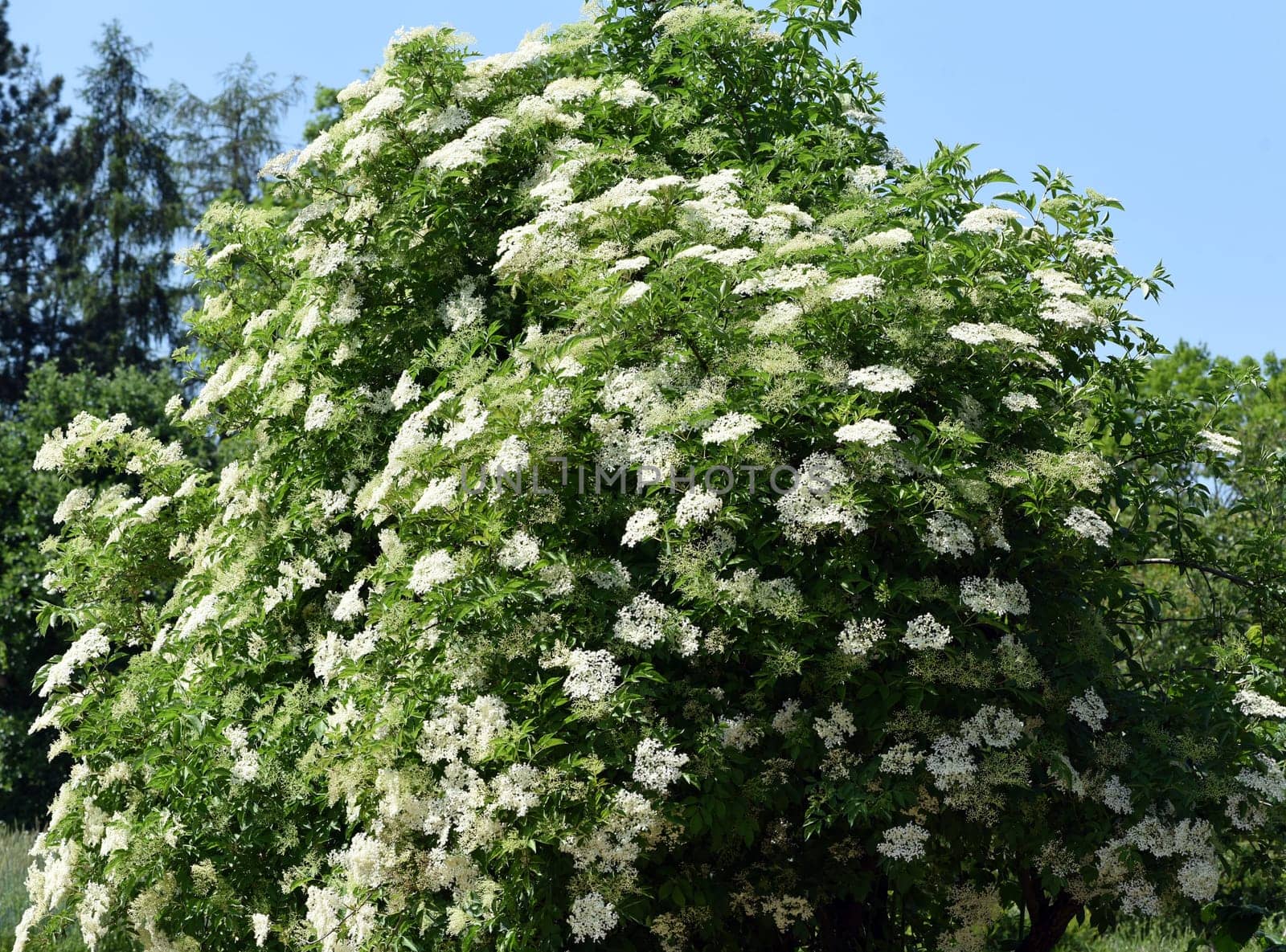Elderberry,Sambucus,nigra is a wild and medicinal plant with white flowers and black berries. Elder,Sambucus,nigra is a wild and medicinal plant with white flowers and black berries.
