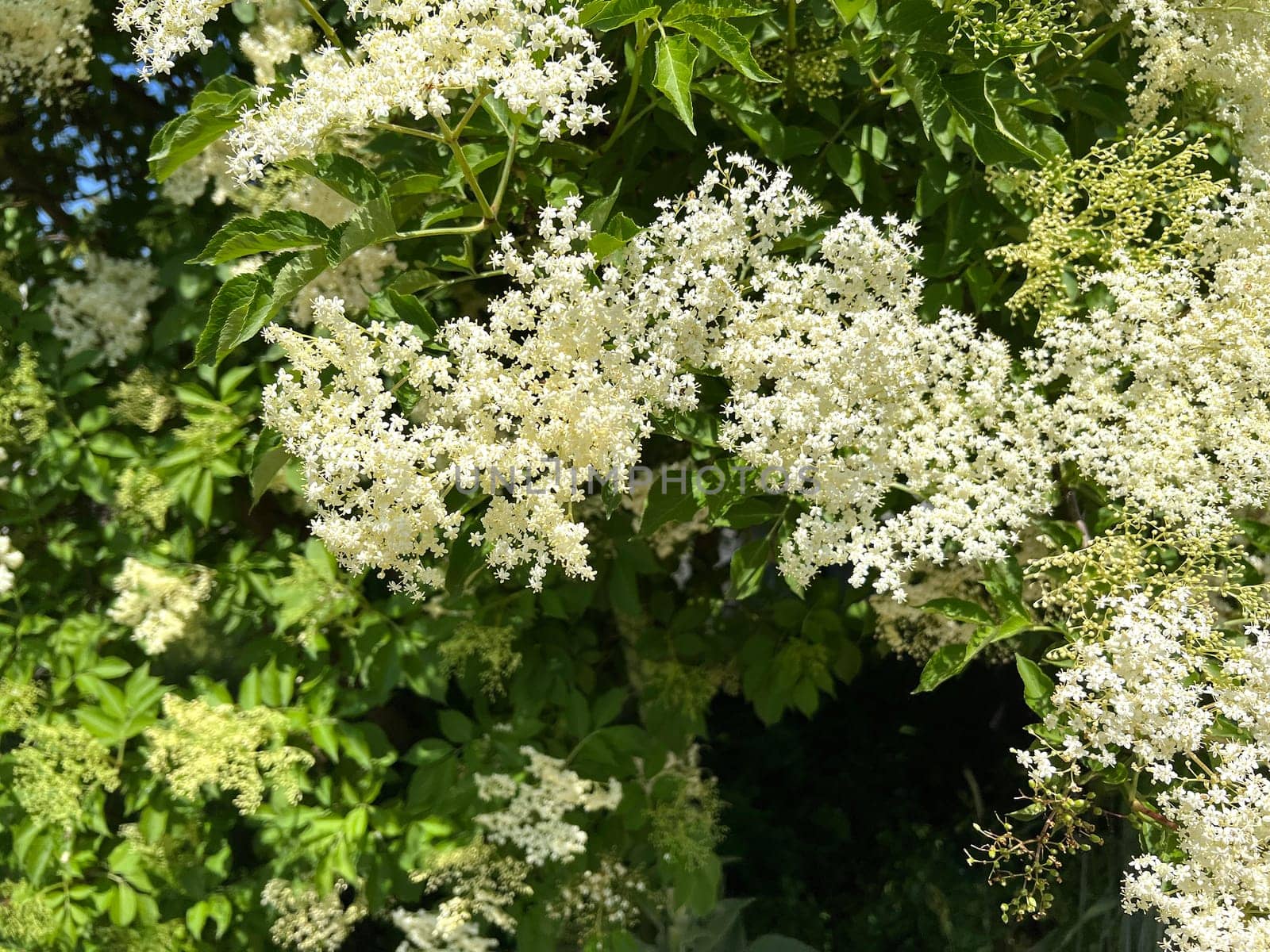 Elderberry,Sambucus,nigra is a wild and medicinal plant with white flowers and black berries. Elder,Sambucus,nigra is a wild and medicinal plant with white flowers and black berries.
