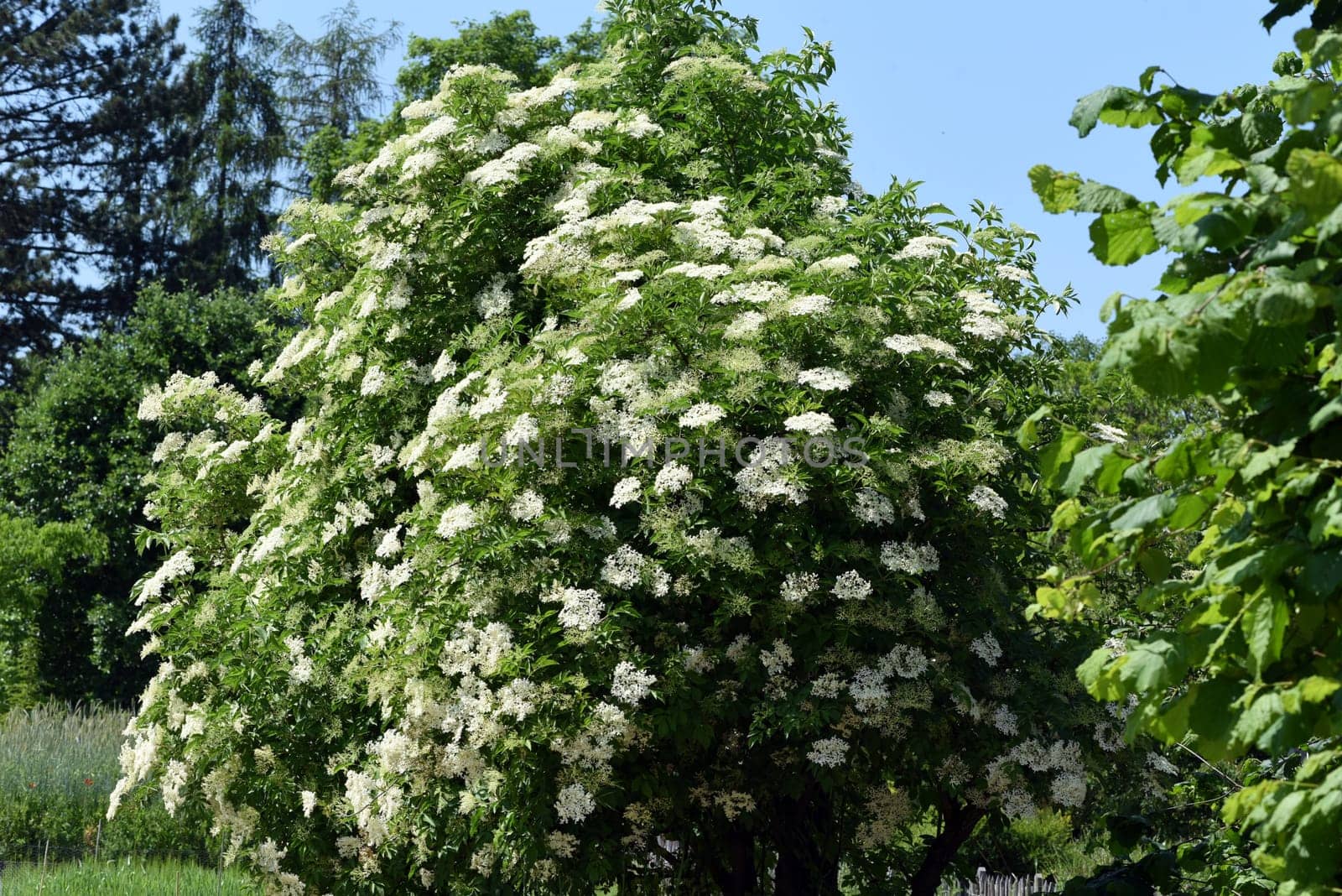 Elderberry,Sambucus,nigra is a wild and medicinal plant with white flowers and black berries. Elder,Sambucus,nigra is a wild and medicinal plant with white flowers and black berries.