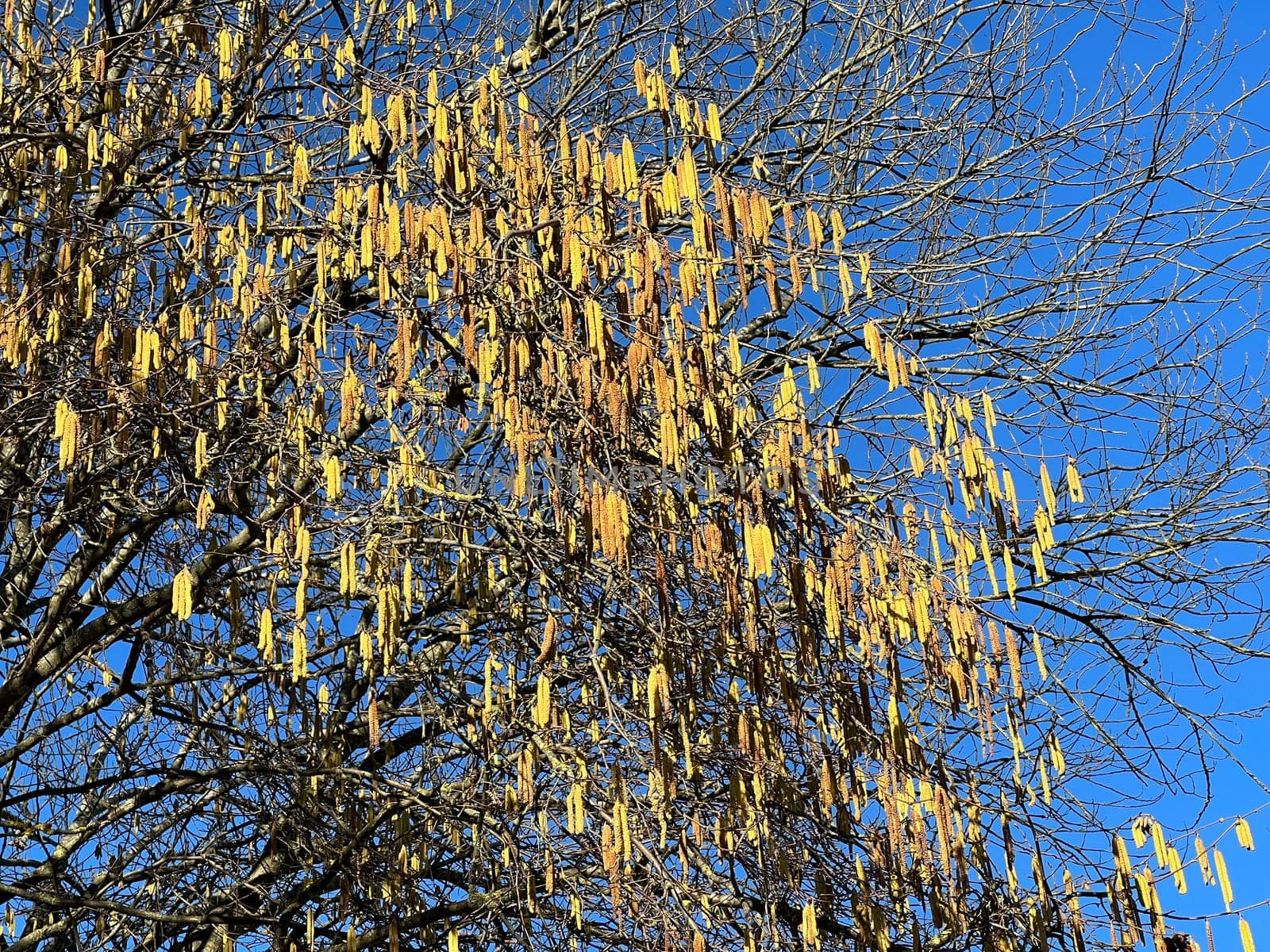 Hazelnut catkins,Corylus avellana,is a native bush or tree species that can cause allergies. Hazelnut catkin,Corylus avellana,is a native bush or tree species that can cause allergies.
