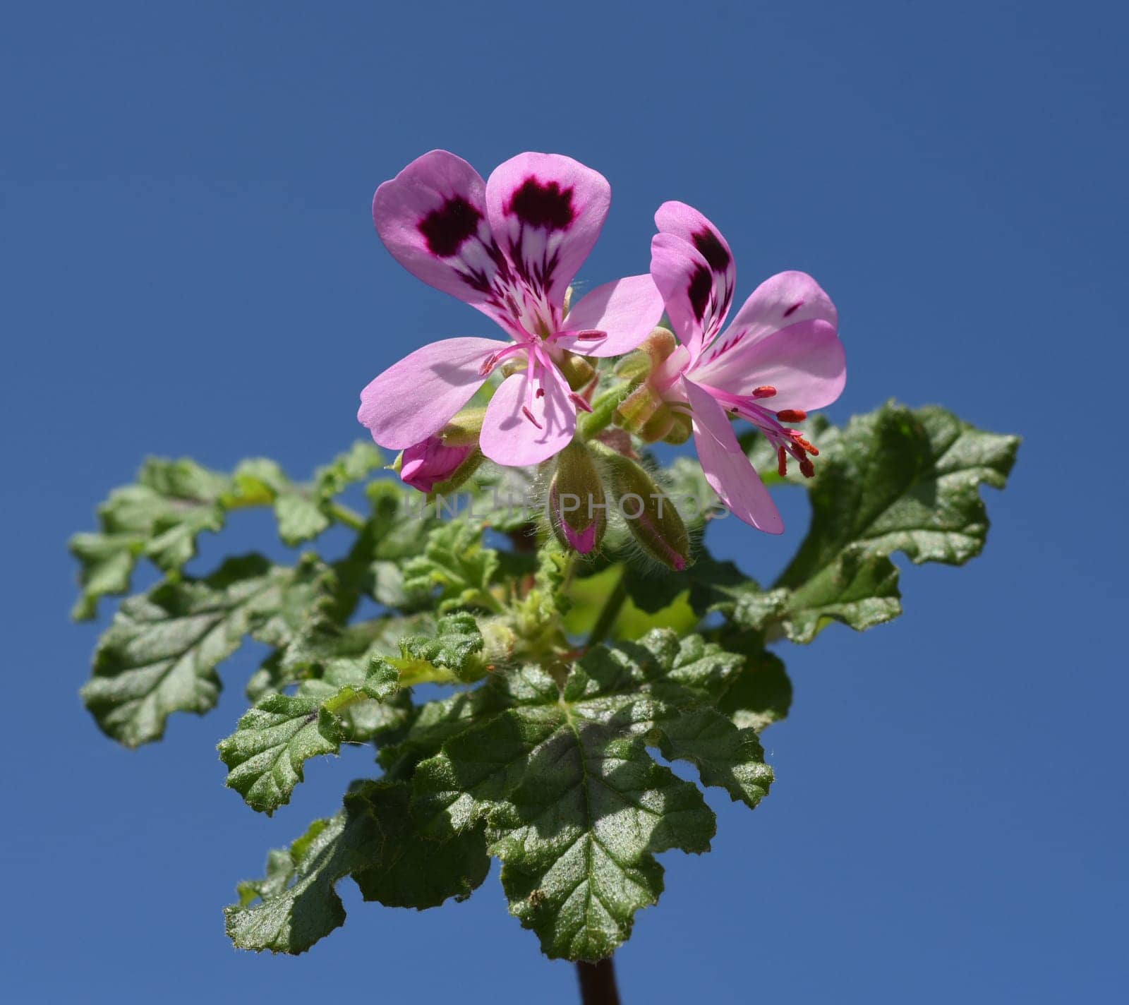 Oak leaf pelargonium,pelargonium,quercifolium,is a fragrant geranium that is used as a pot and balcony flower. Oak leaf pelargonium,Pelargonium,quercifolium,is a scented geranium that is used as a pot and balcony flower