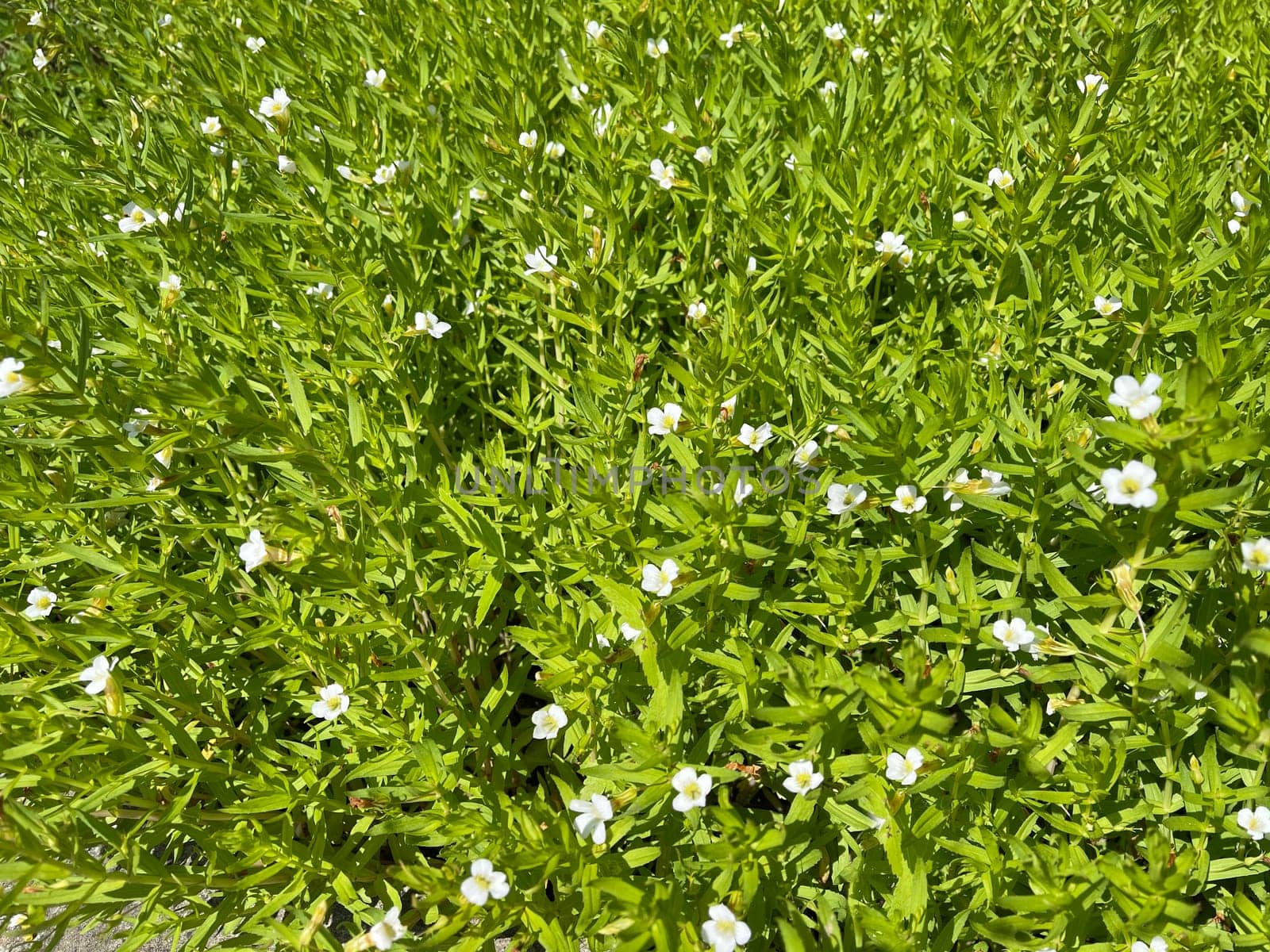 Gratiola,Officinalis is an important medicinal plant with white flowers and is also used in medicine. God's Grace Herb,Gratiola,Officinalis is an important medicinal plant with white flowers and is also used in medicine.