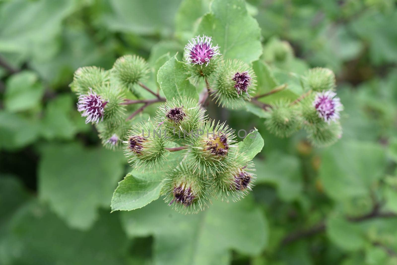 Burdock,arctium,lappa,is an important medicinal plant with purple flowers and is used in medicine. Big burdock,arctium,lappa,is an important medicinal plant with purple flowers and is used in medicine.