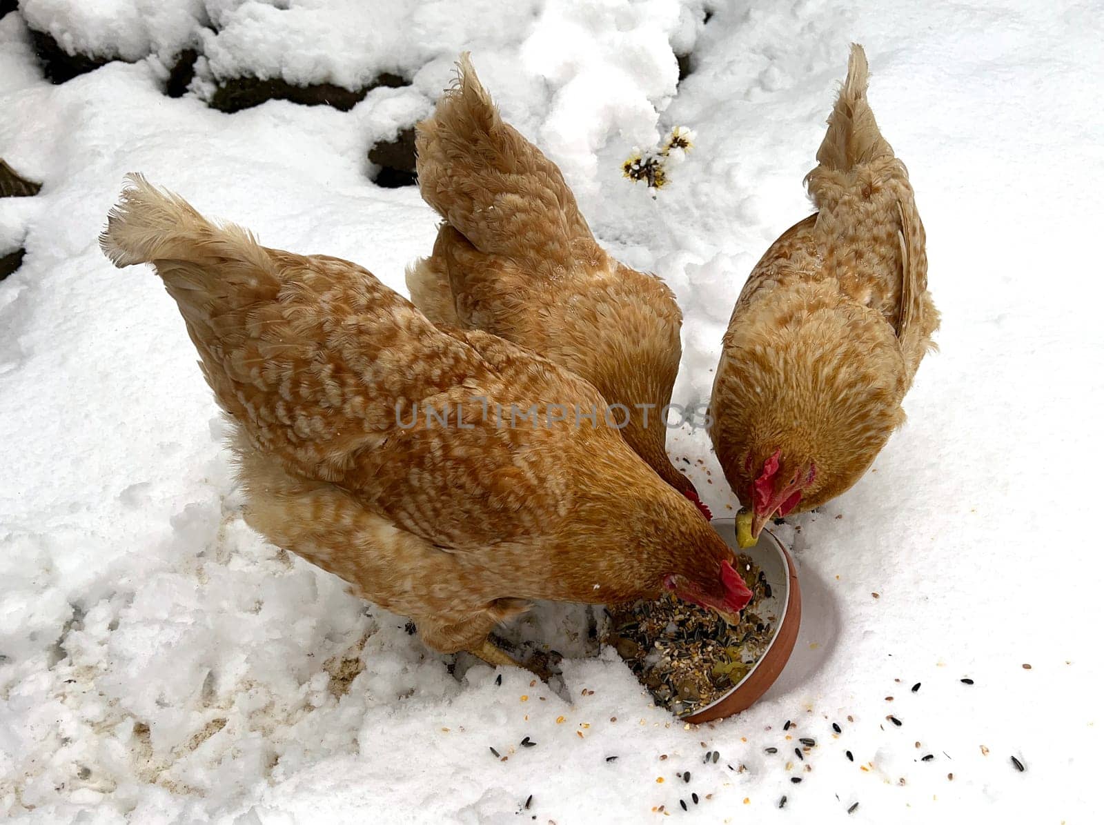 Chickens are egg-laying useful pets. Chickens are egg-laying useful pets