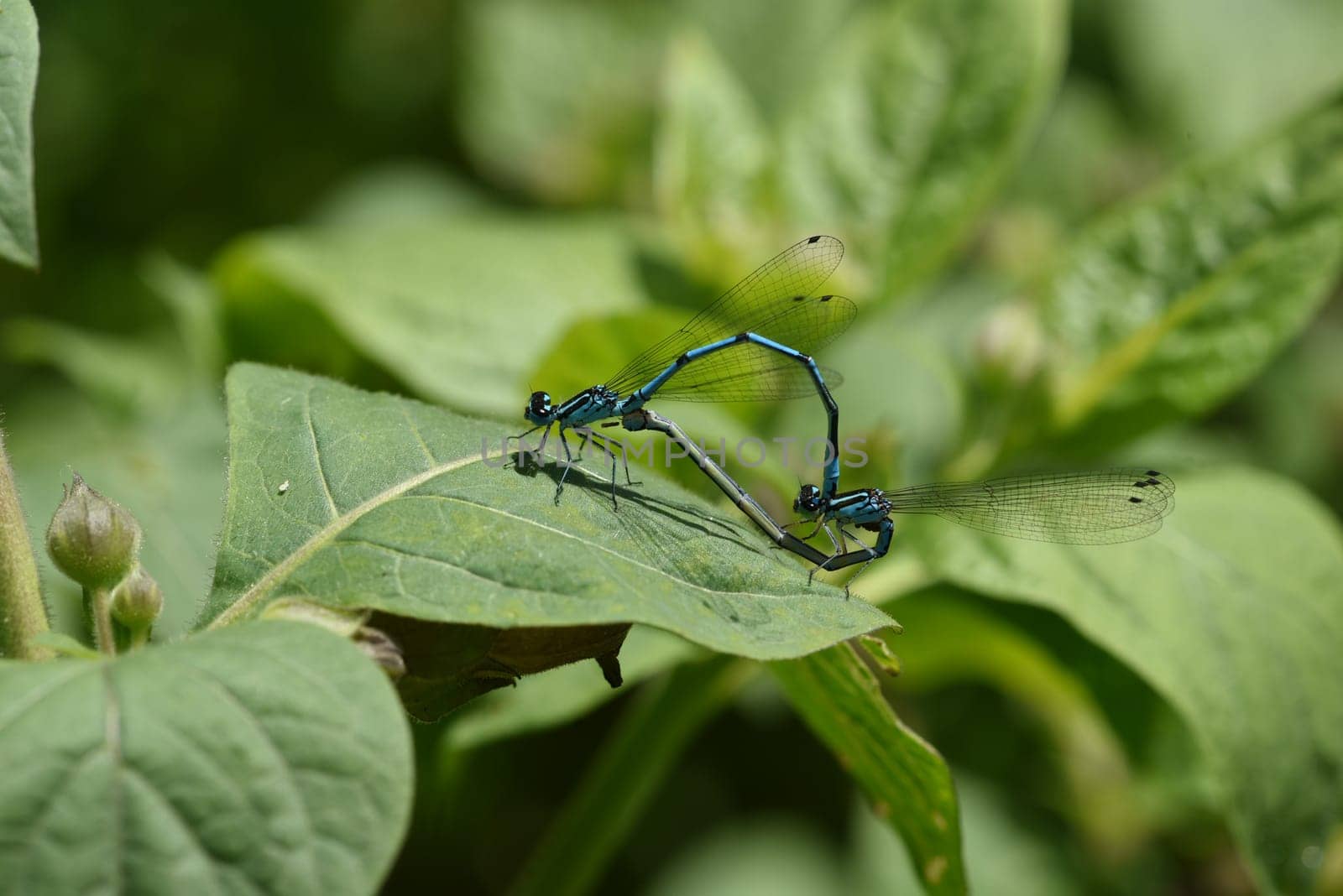 Horseshoe damselfly,Coenagrion puella,is the second most common dragonfly species in Bavaria,with optimal water conditions several hundred animals can be observed at the same time. The horseshoe azure damsel,Coenagrion puella,is the second most common dragonfly species in Bavaria  under optimal water conditions,several hundred animals can be observed at the same time.