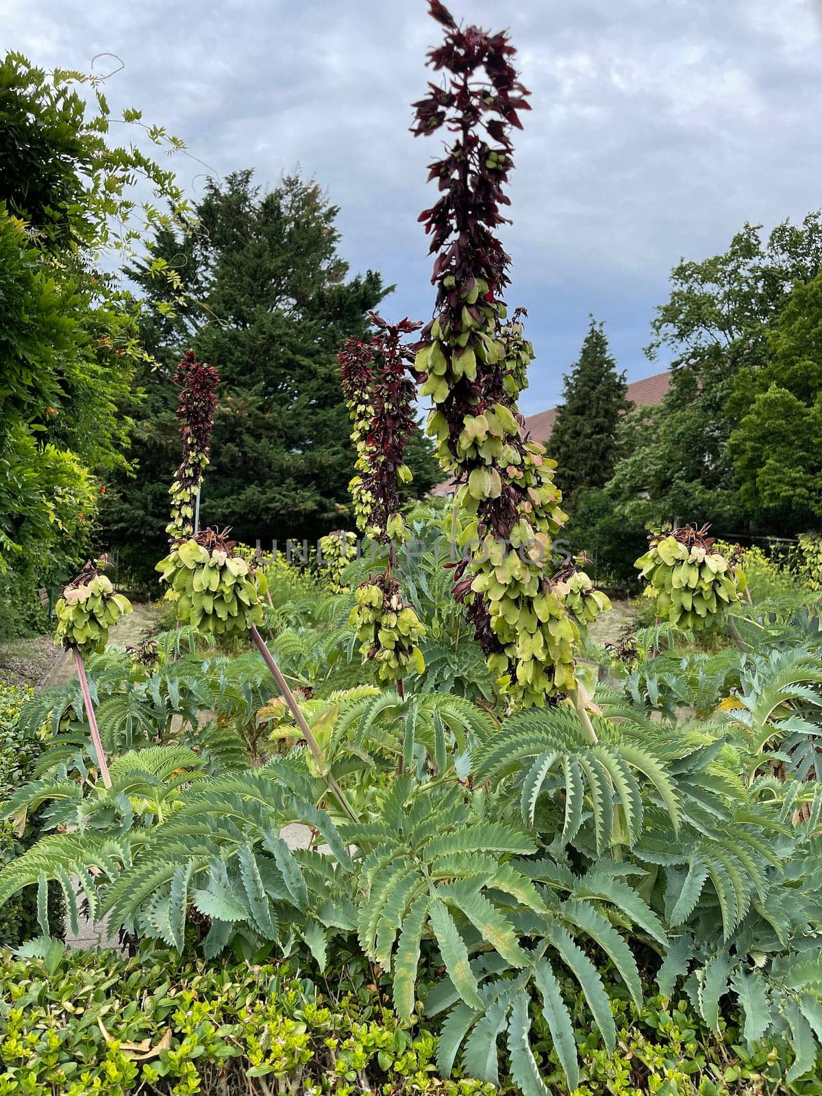 Honey shrub,Melianthus,major,is native to South Africa,where the plants prefer to grow along water bodies and at ruderal sites such as disturbed areas or roadsides. Honeybush,Melianthus,major,comes from South Africa,where the plants prefer to grow along bodies of water and in ruderal locations such as disturbed areas or roadsides.