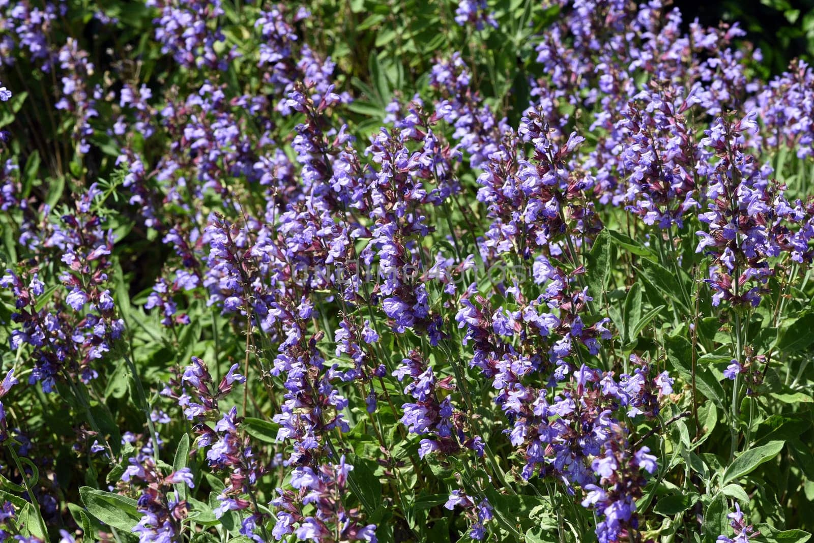 Sage,Salvia officinalis,is an important medicinal plant and a fragrant plant with blue flowers. It is a beautiful perennial and is also used in the kitchen as a condiment. Sage,Salvia officinalis,is an important medicinal plant and a scented plant with blue flowers. It is a beautiful perennial and is also used in the kitchen as a seasoning.