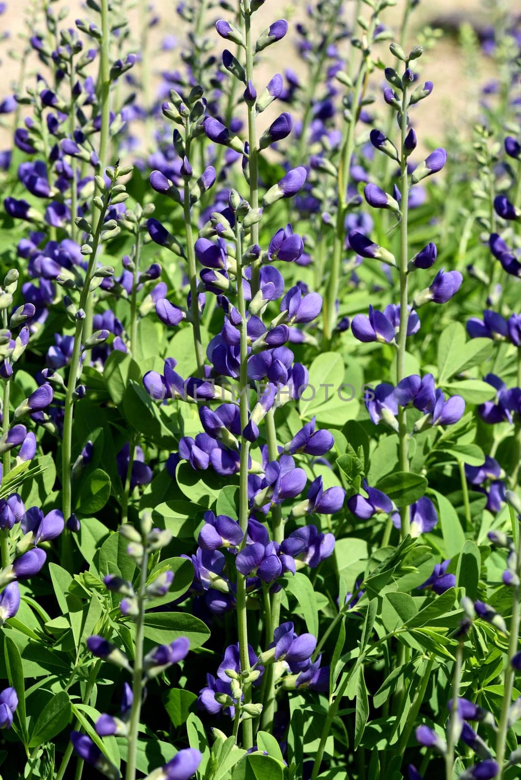 Baptisia tinctoria is an important medicinal plant with blue flowers and is widely used in medicine. It is a perennial and belongs to the Faerber plants. Shell dyer,Baptisia tinctoria,is an important medicinal plant with blue flowers and is widely used in medicine. It is a perennial and belongs to the dyer plants.