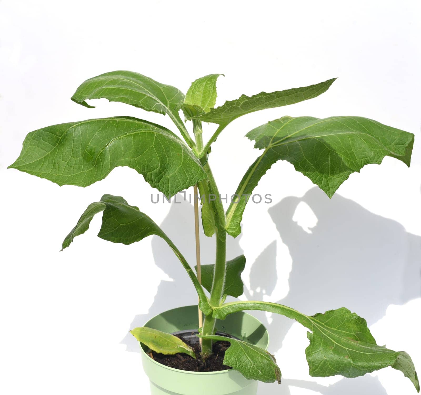 Yacon root,also called Inca root,is a plant from South America and has been used for centuries by the high peoples of the Andes (Incas) as a medicinal and nourishing plant. Yacon root,also known as Inca root,is a plant from South America and has been used as a medicinal and nutrient plant by the high peoples of the Andes (Incas) for centuries
