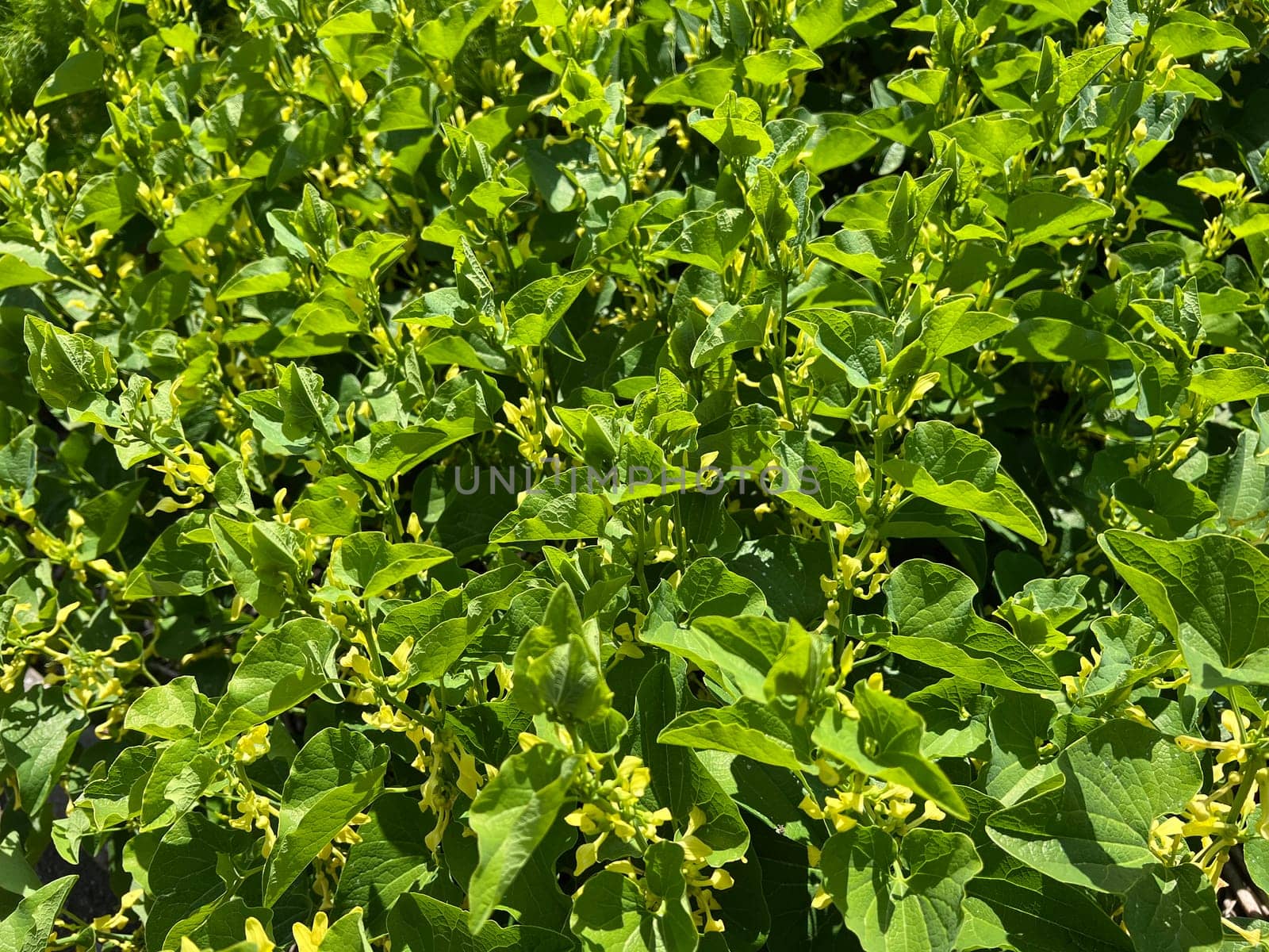 Aristolochia,clematis is a medicinal plant with yellow flowers. Osterlucei,Aristolochia,clematis is a medicinal plant with yellow flowers