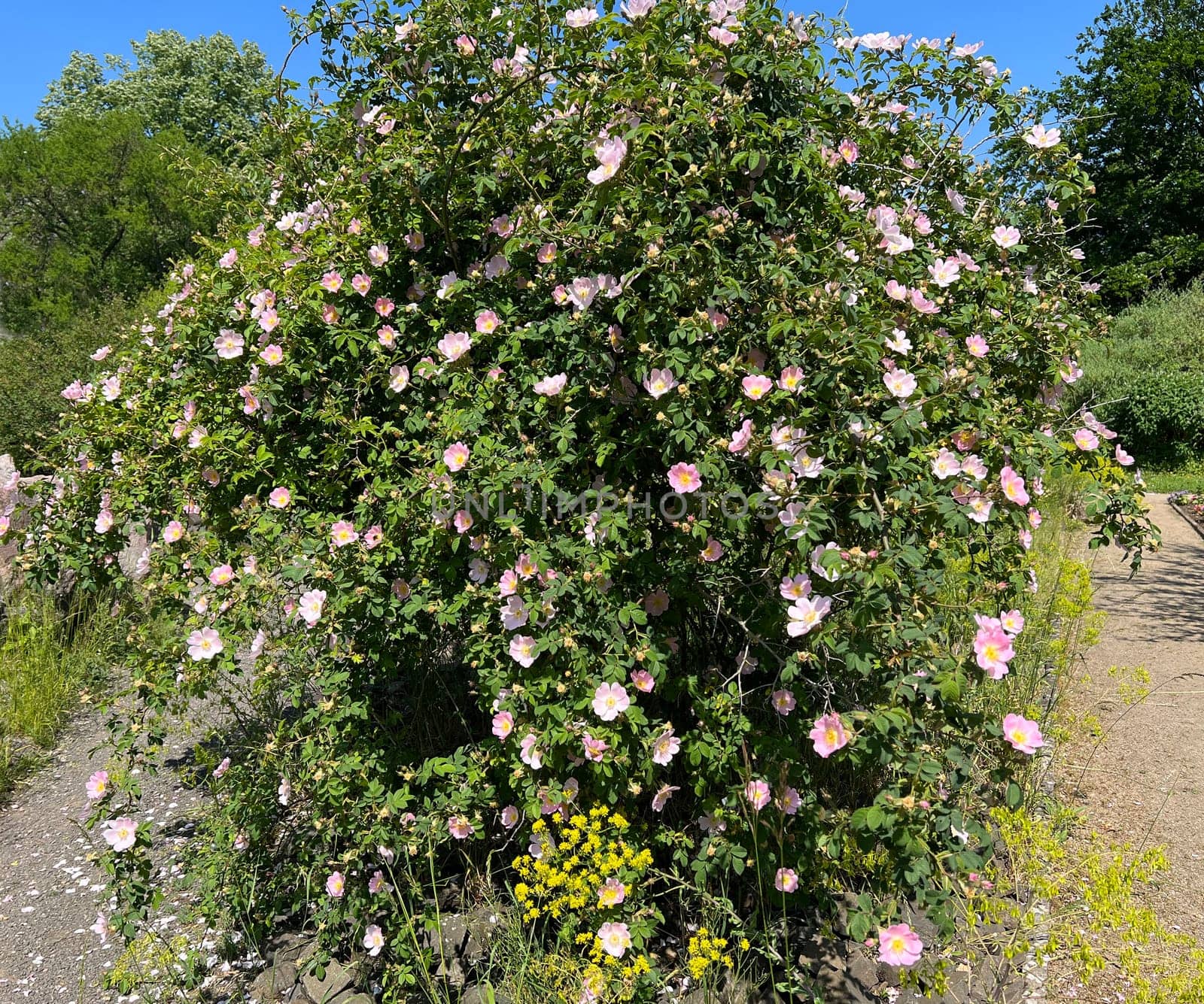 Dog rose,Rosa canina,is an important medicinal plant with pink or white flowers and red fruits in autumn.  It is also used in medicine. Dog rose,Rosa canina,is an important medicinal plant with pink or white flowers and in autumn with red fruit. It is also used in medicine.